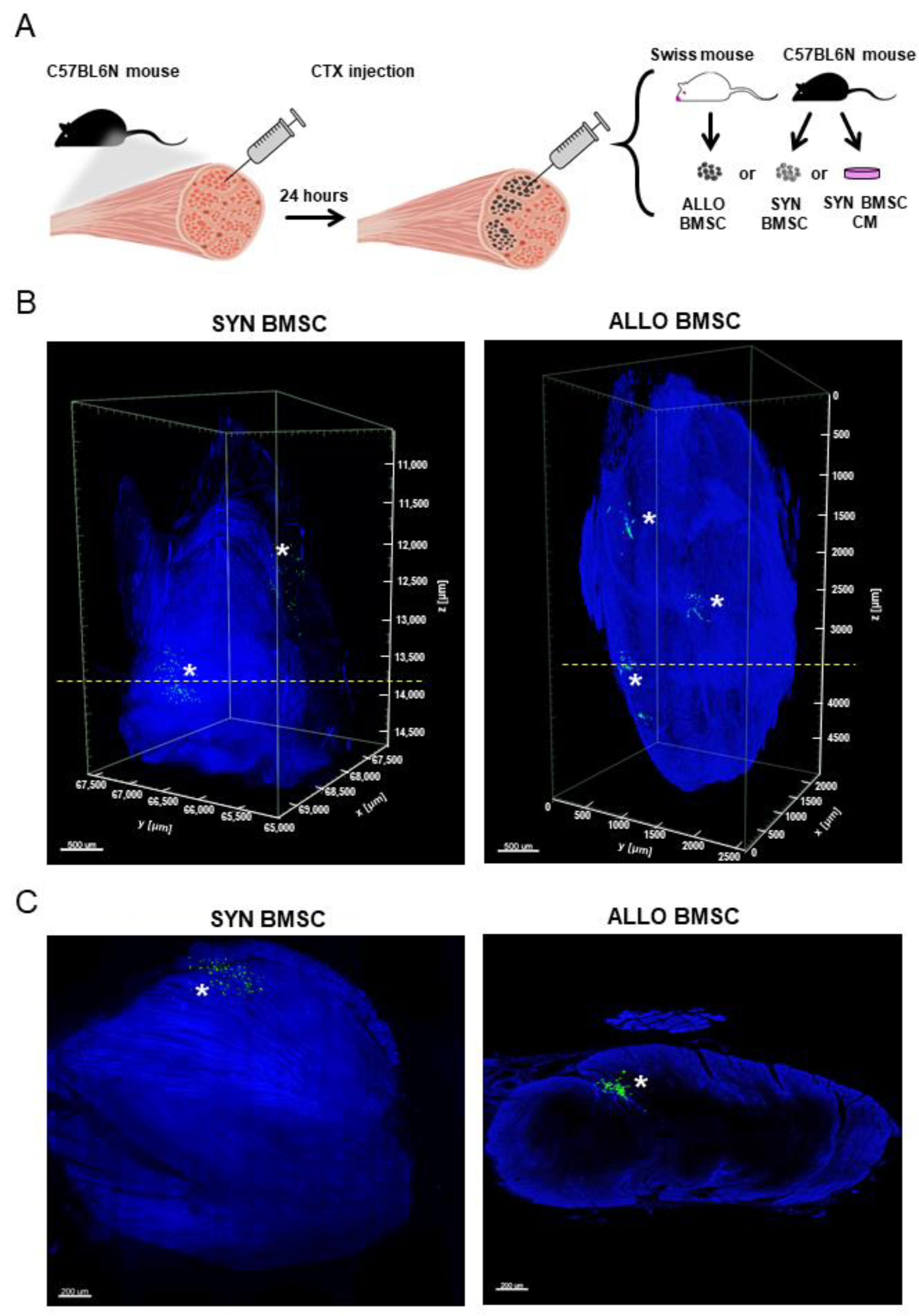 Cells 11 02843 g002 550