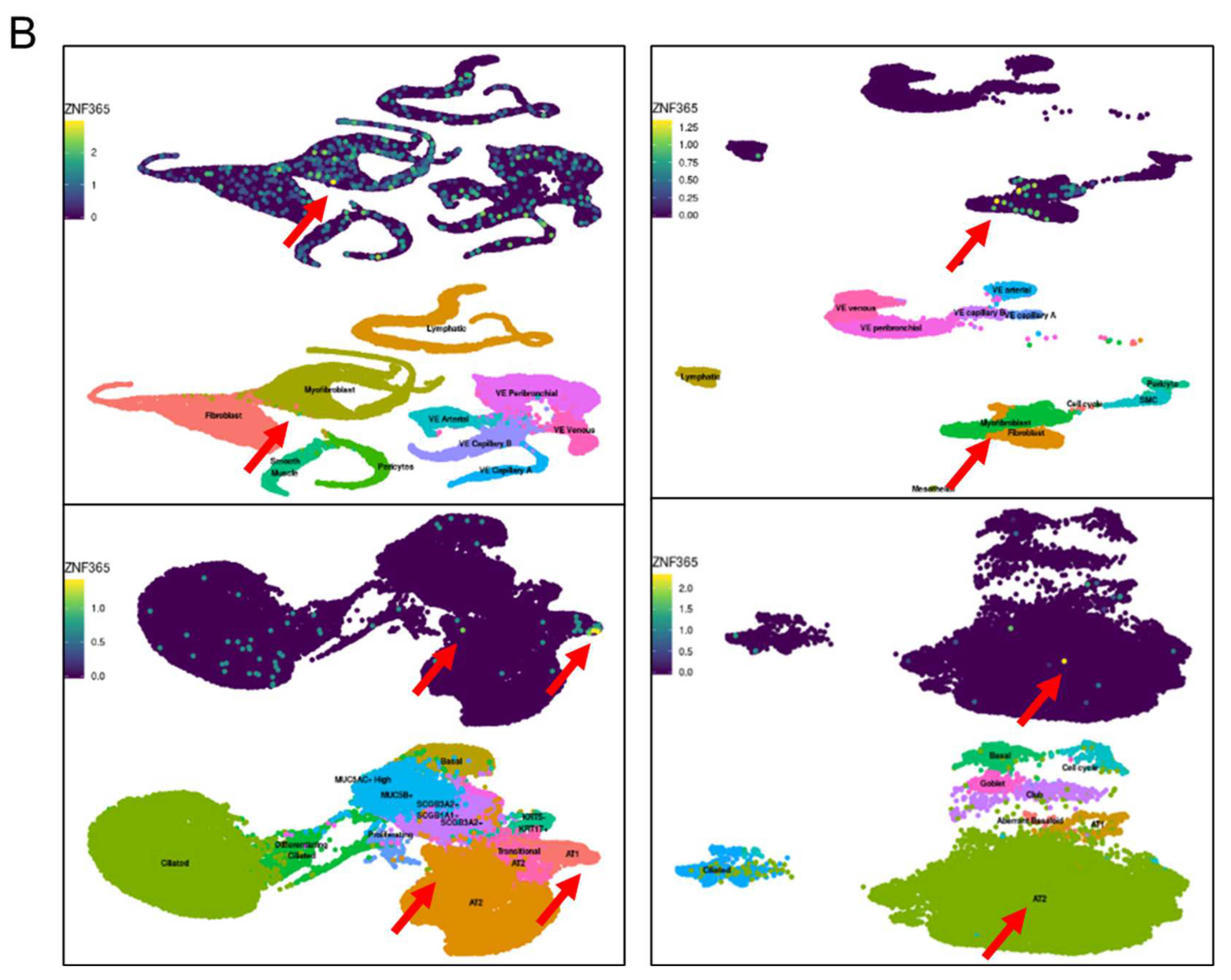 Cells 11 02848 g001b