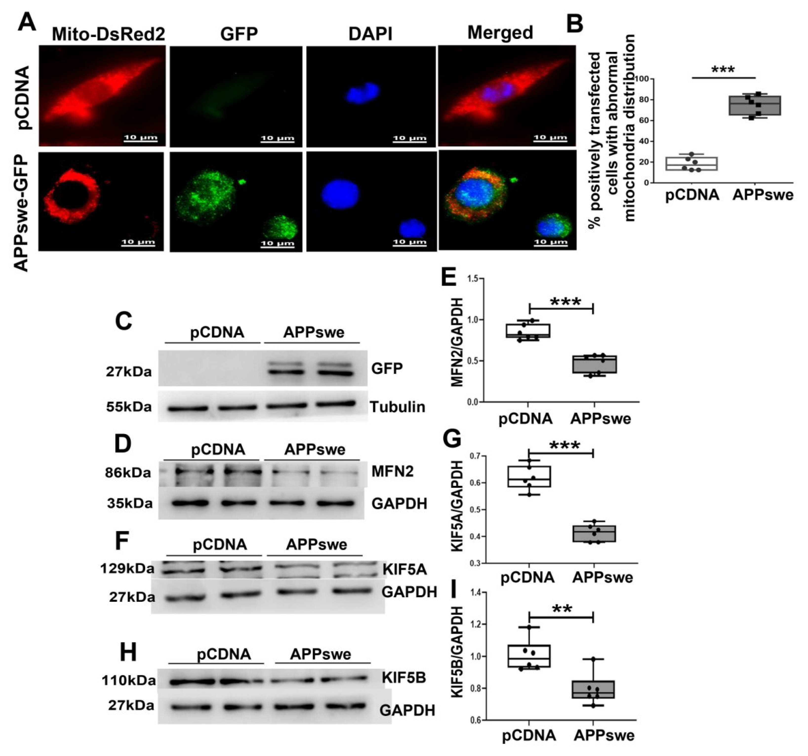 Cells 11 02849 g004 550