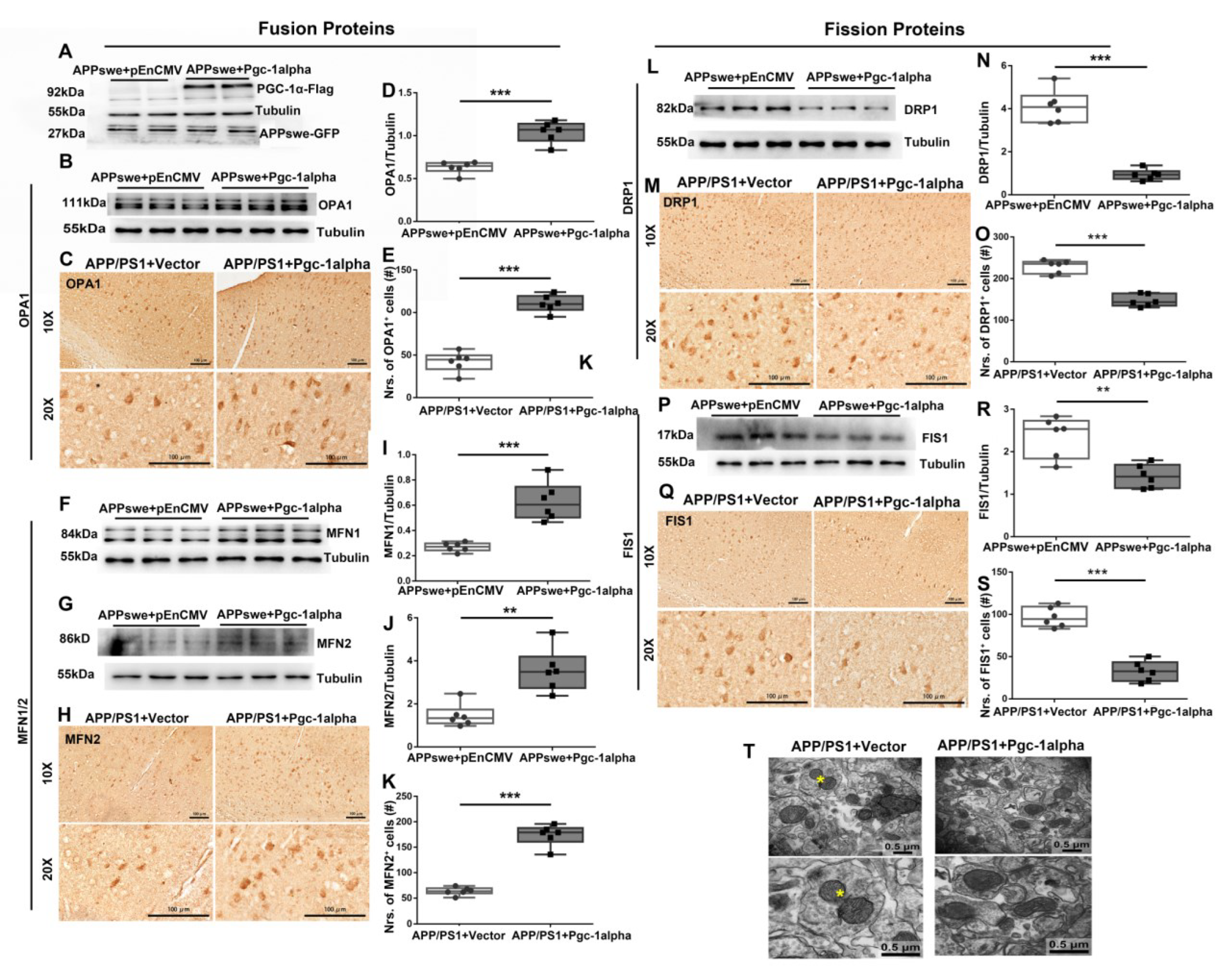 Cells 11 02849 g007 550