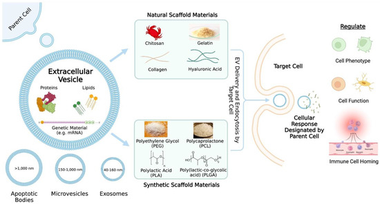 Biomaterials and Extracellular Vesicle Delivery: Current Status