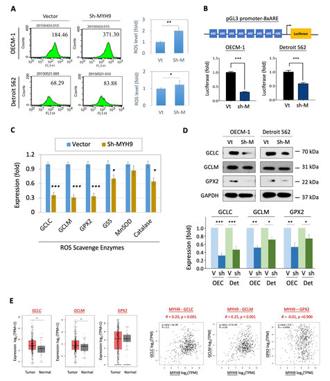 MYH9 Facilitates Cell Invasion and Radioresistance in Head and