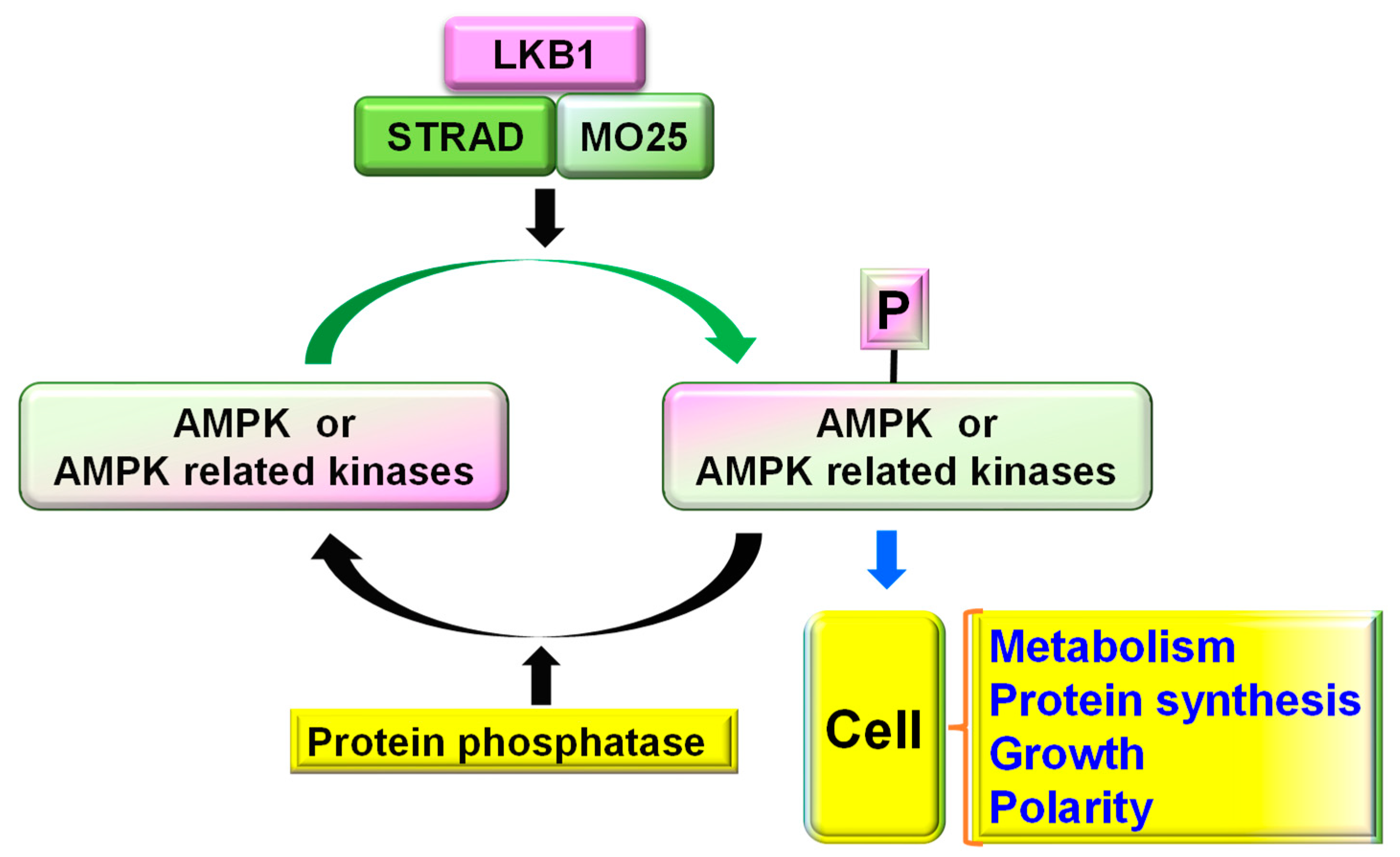 Cells 11 02861 g001 Cells 11 02861 g001