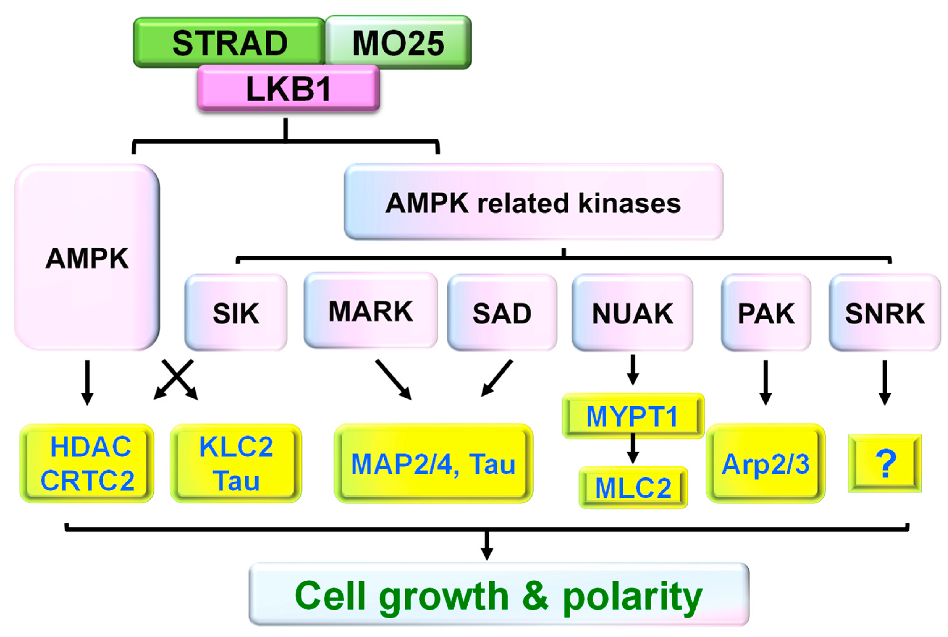 Cells 11 02861 g003 Cells 11 02861 g003