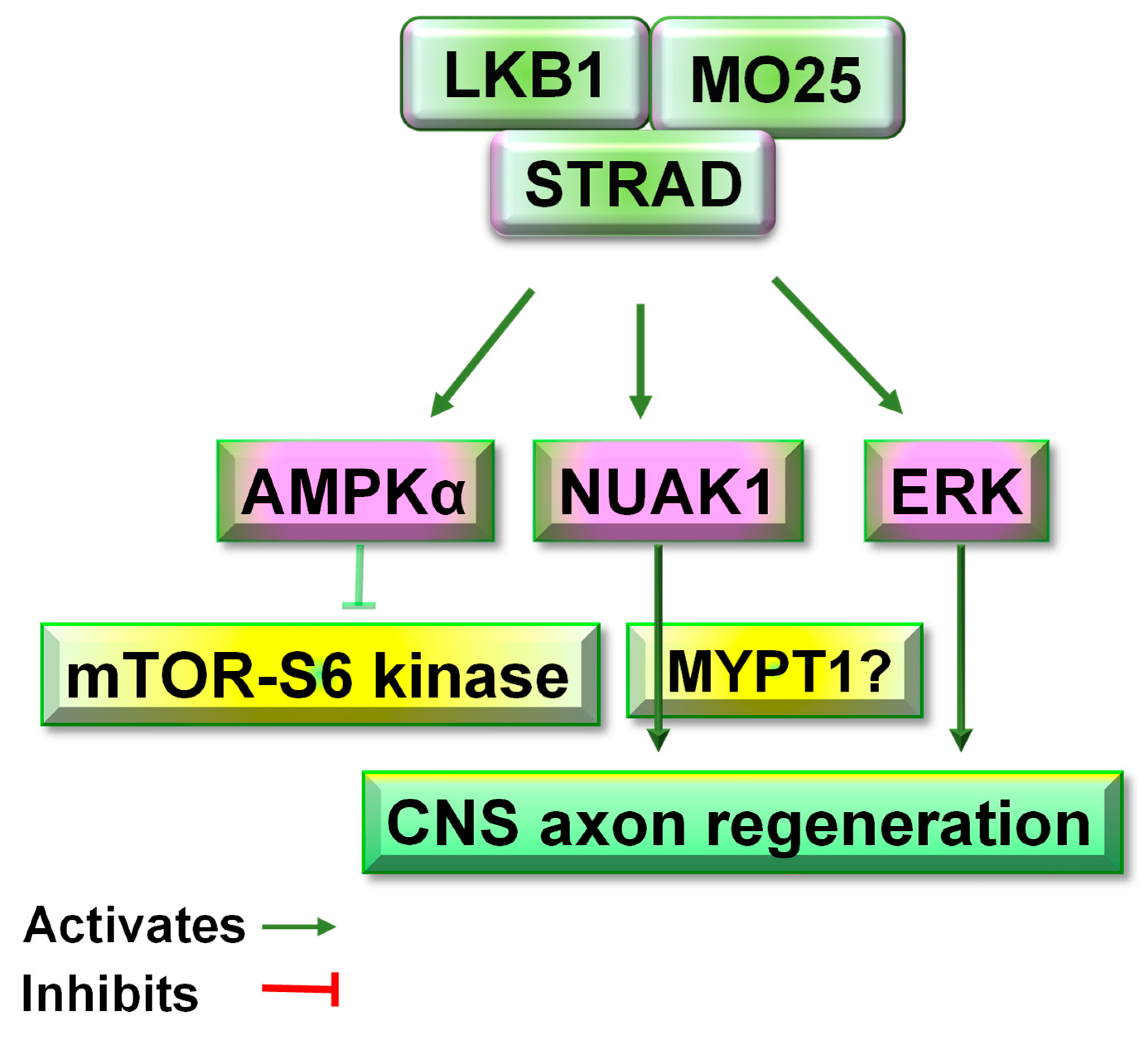 Cells 11 02861 g005 Cells 11 02861 g005