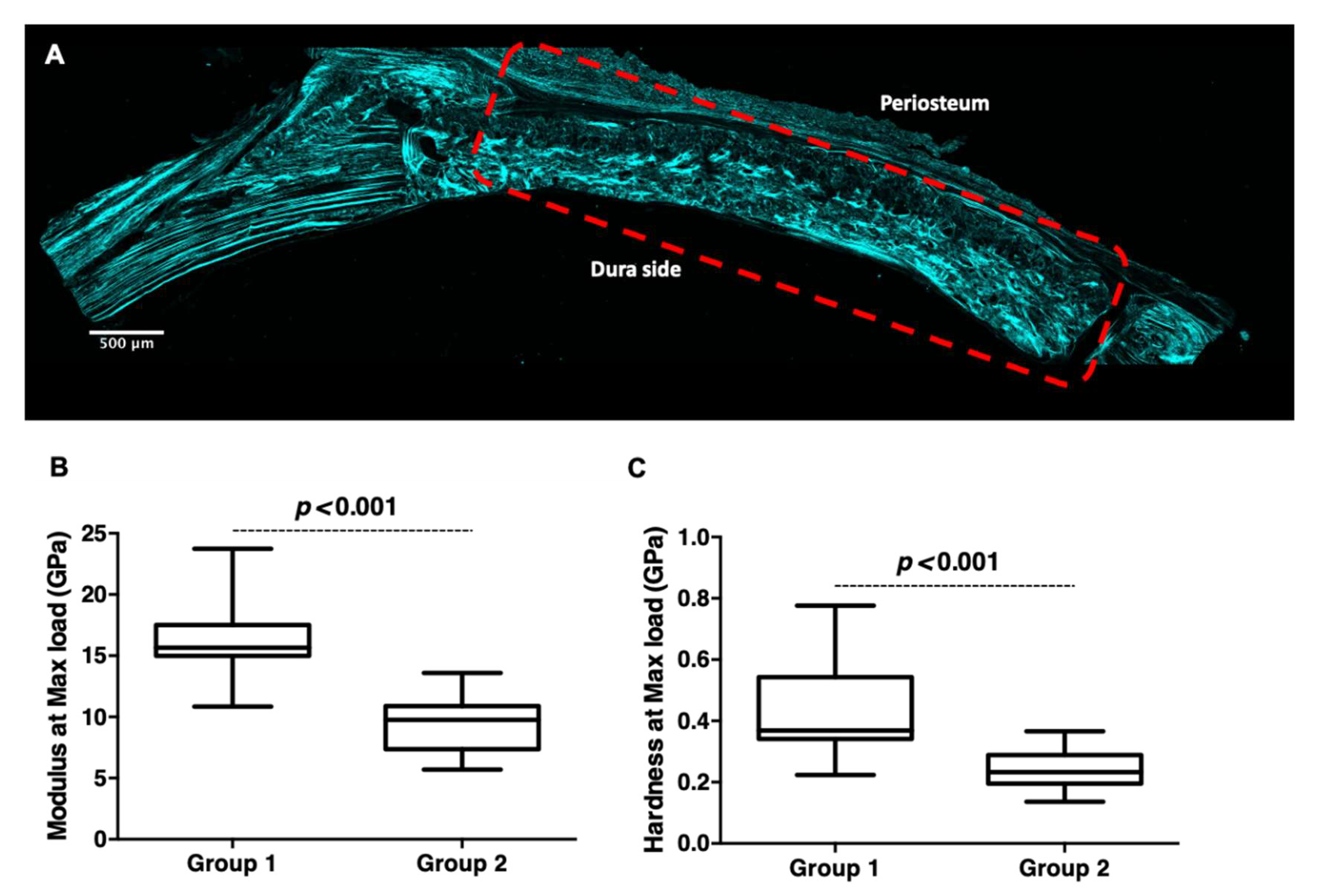 Cells 11 02865 g008 550