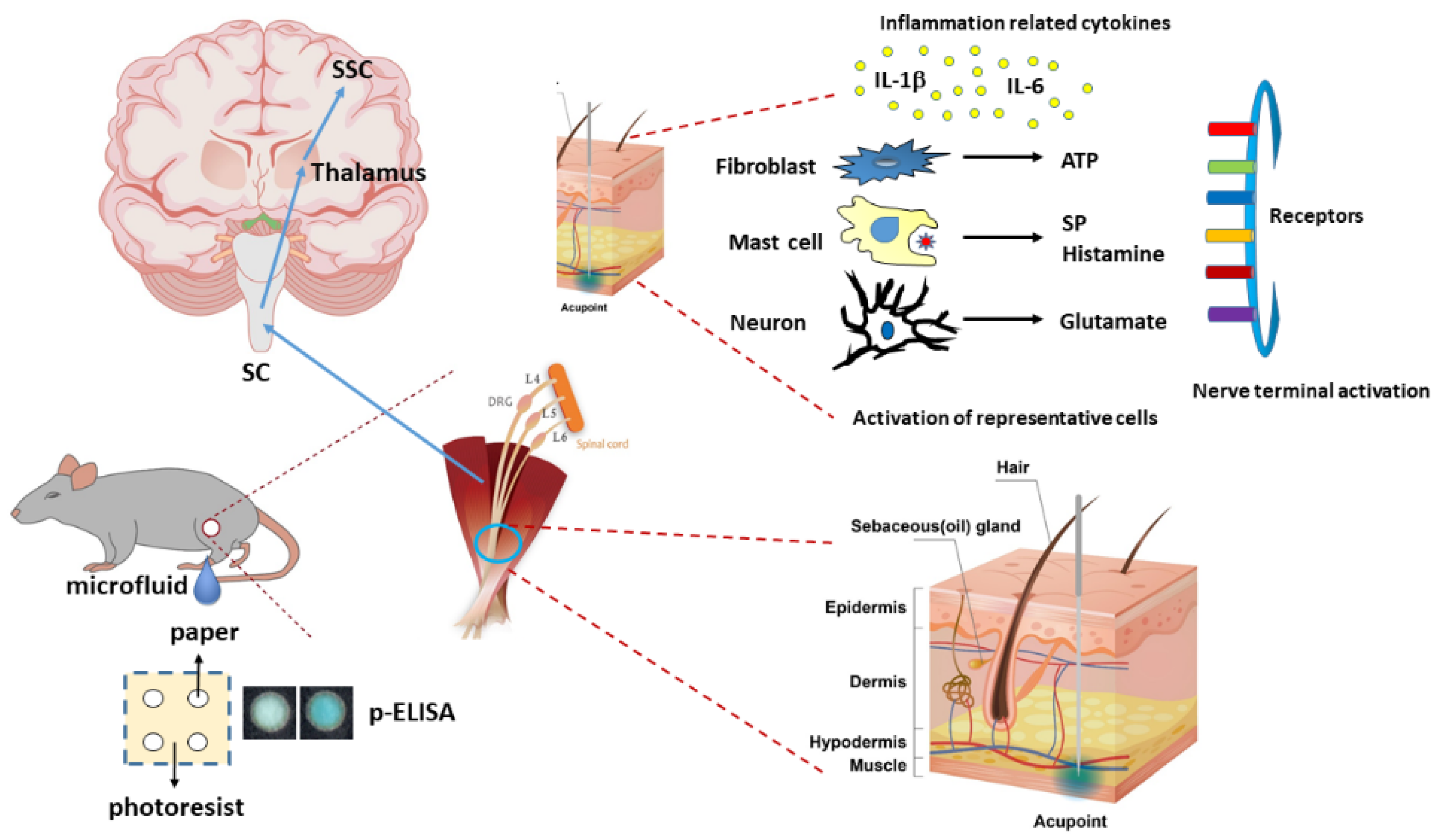 Cells 11 02869 g007 550