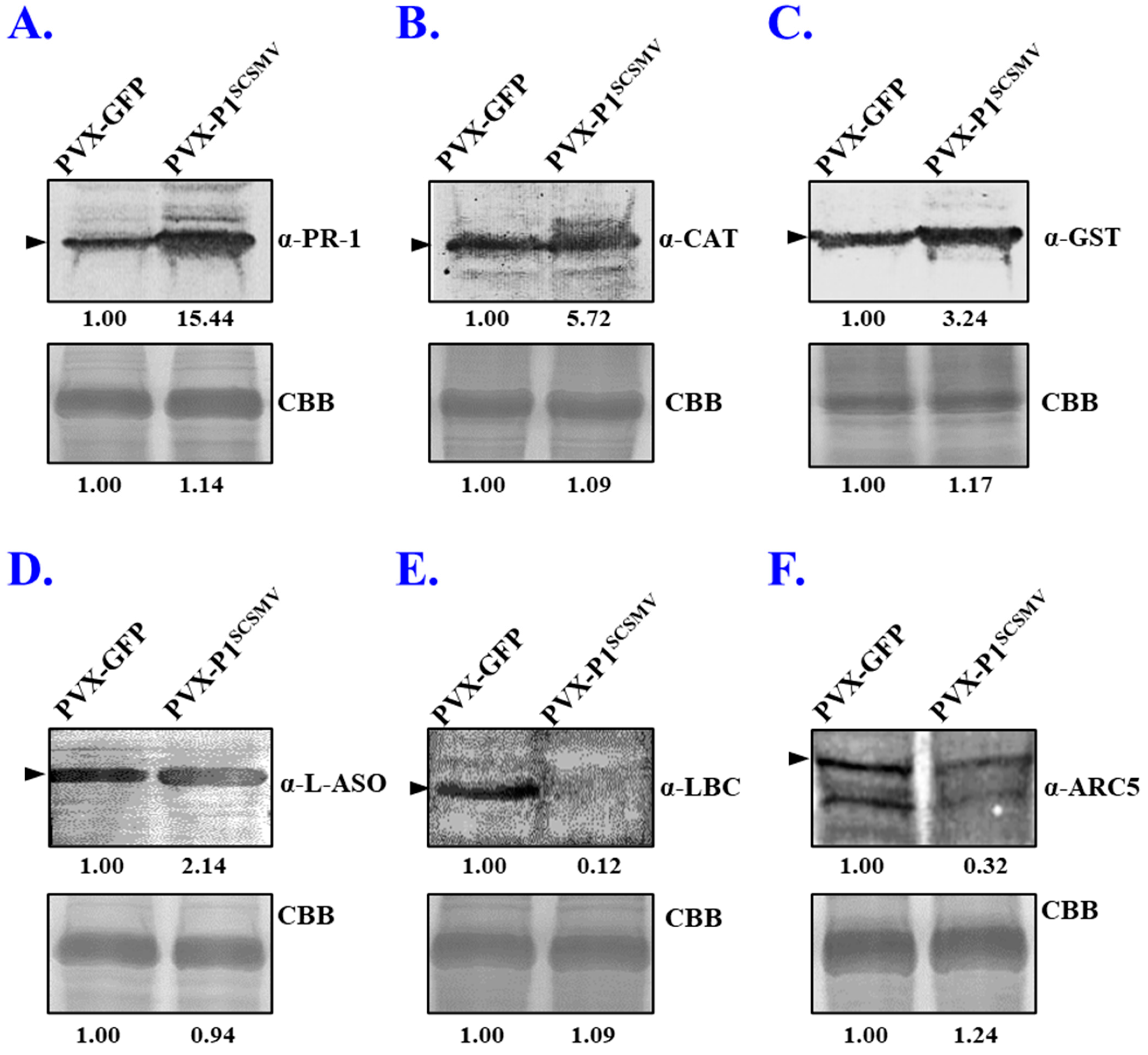 Cells 11 02870 g006 Cells 11 02870 g006
