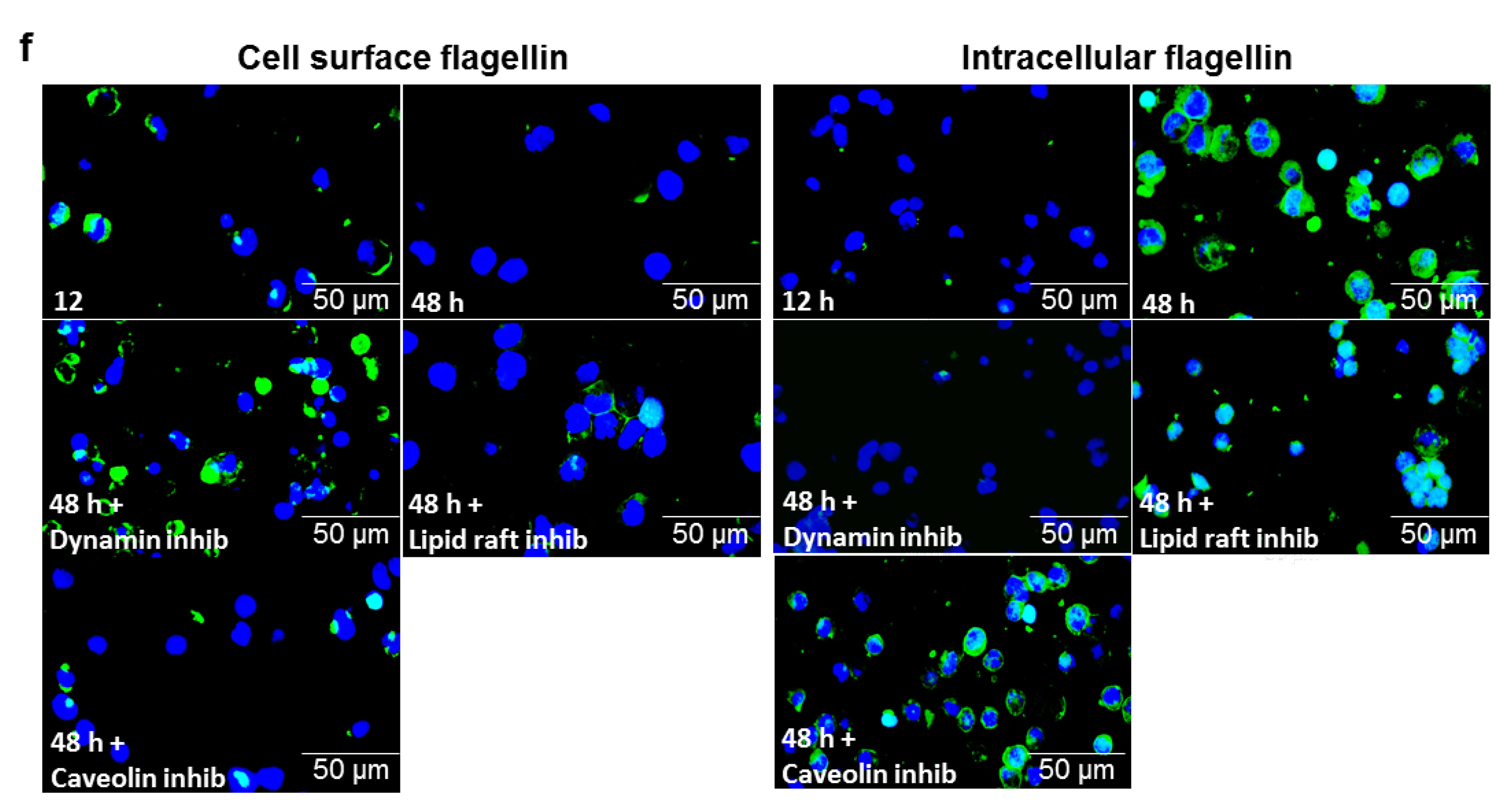 Cells 11 02878 g006b
