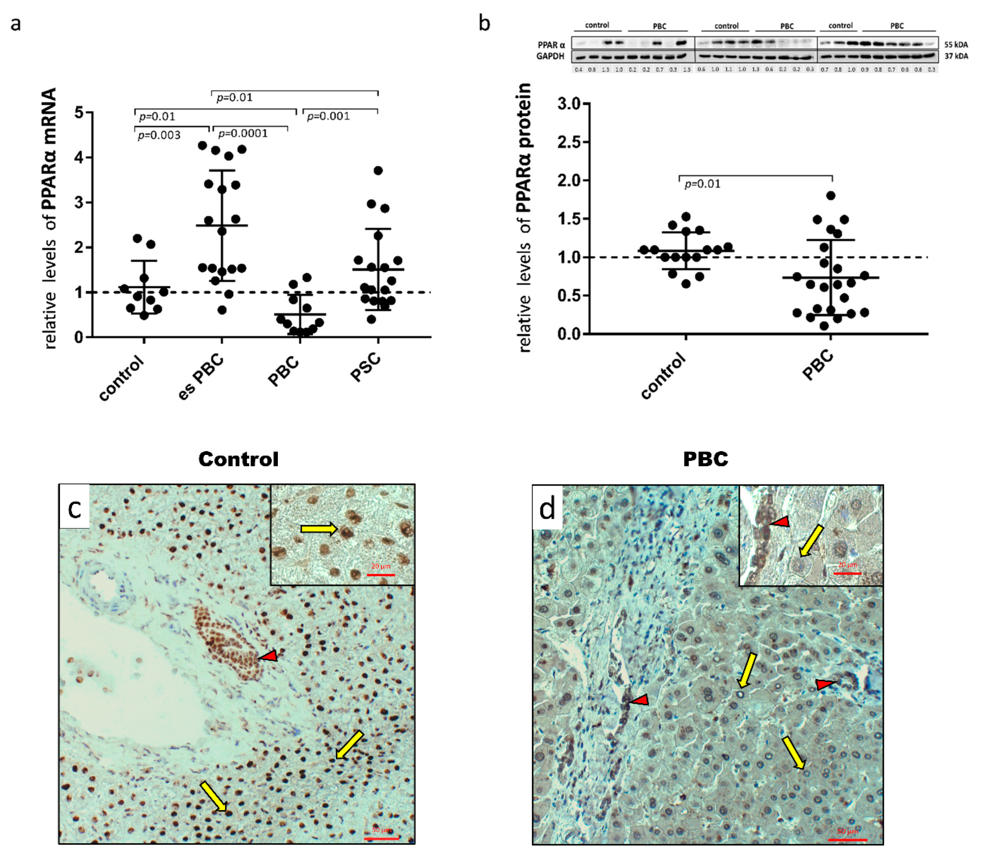 Cells 11 02880 g001 Cells 11 02880 g001
