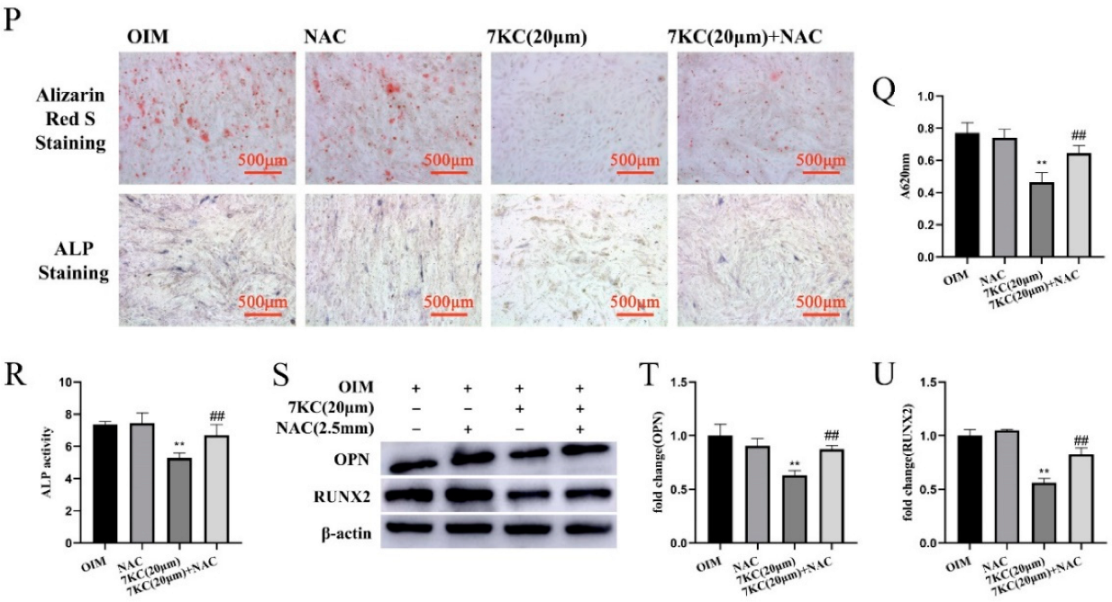 Cells 11 02882 g004b 550
