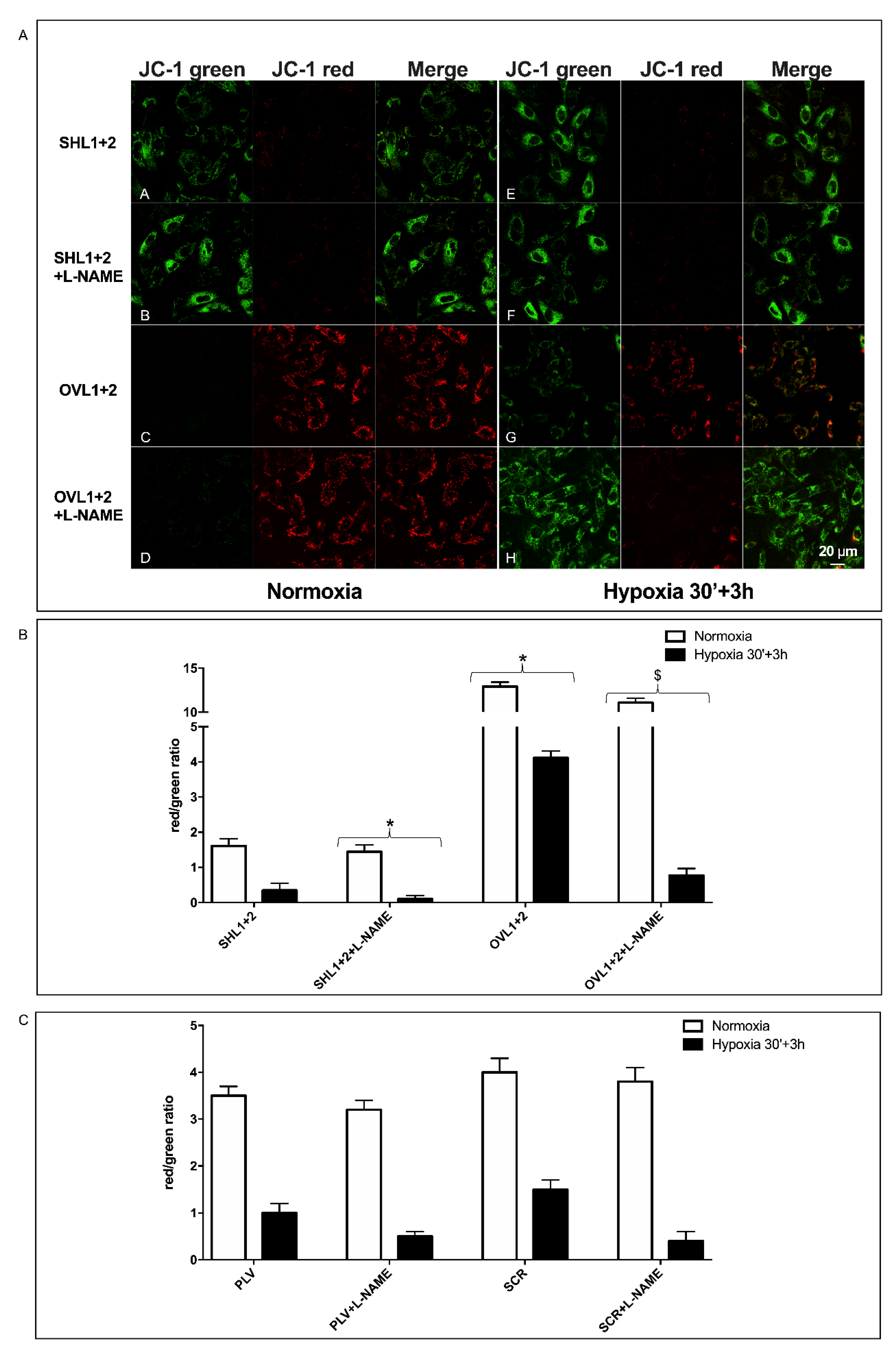 Cells 11 02888 g004 Cells 11 02888 g004