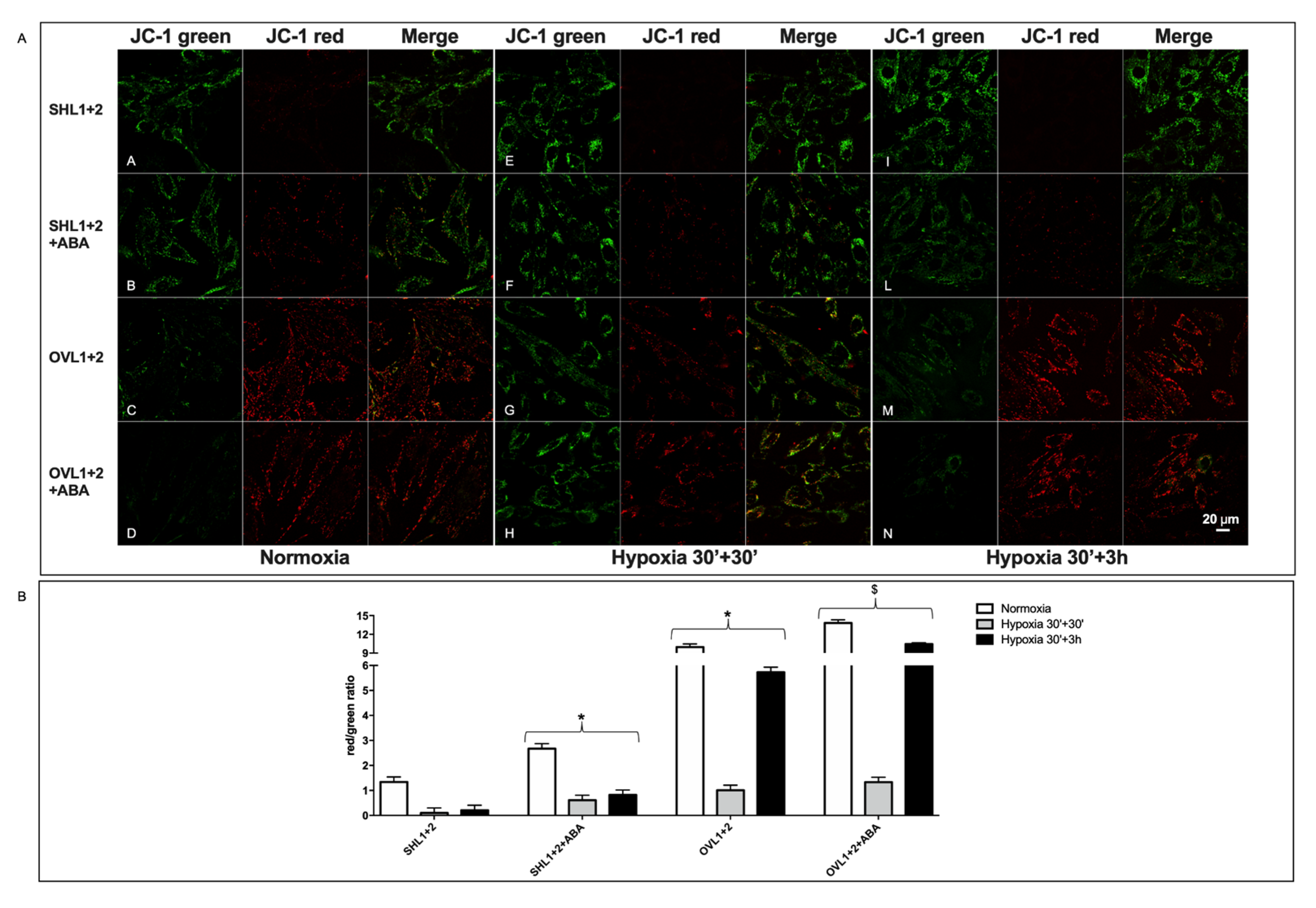 Cells 11 02888 g005 Cells 11 02888 g005