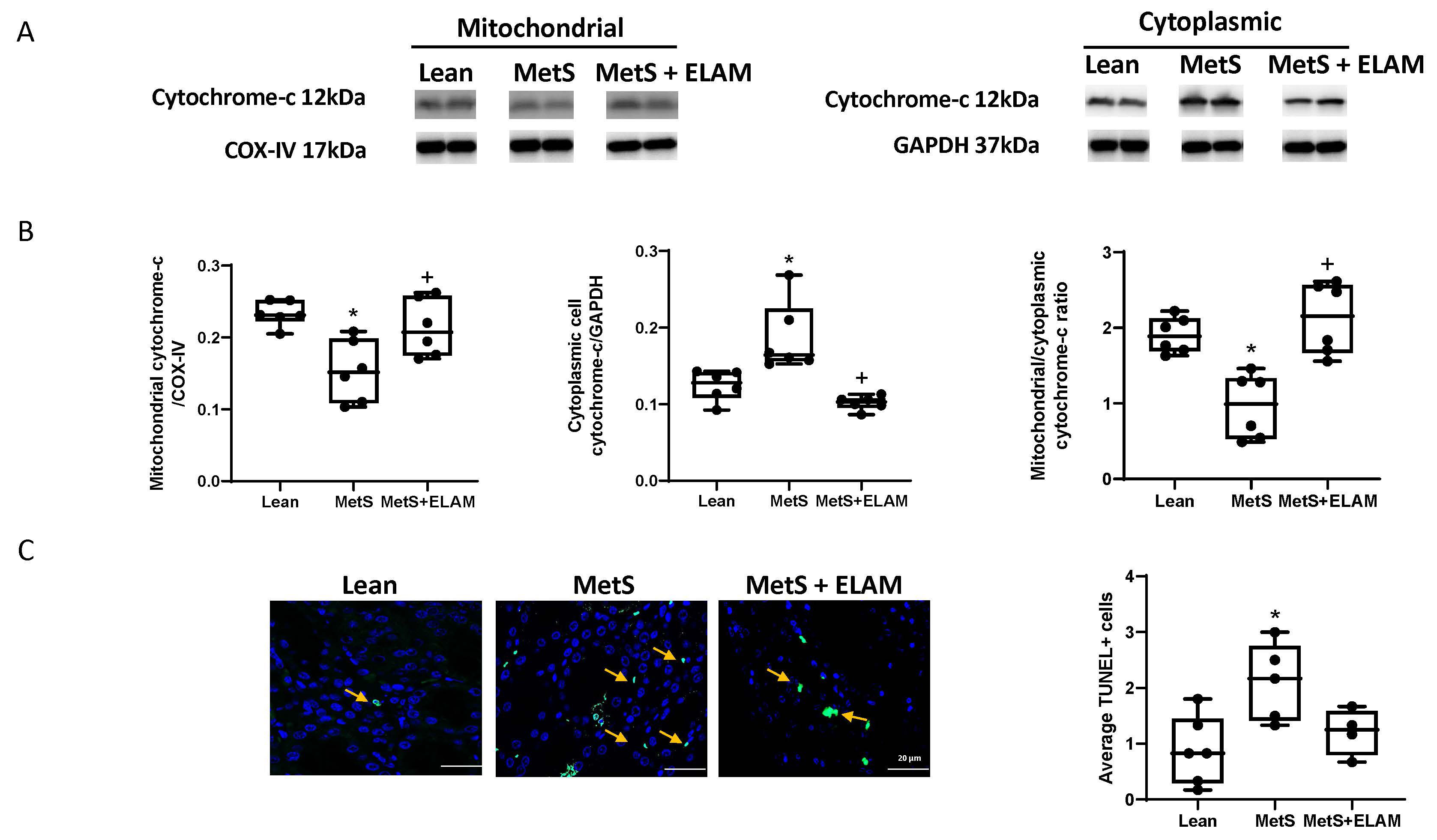 Cells 11 02891 g003 Cells 11 02891 g003