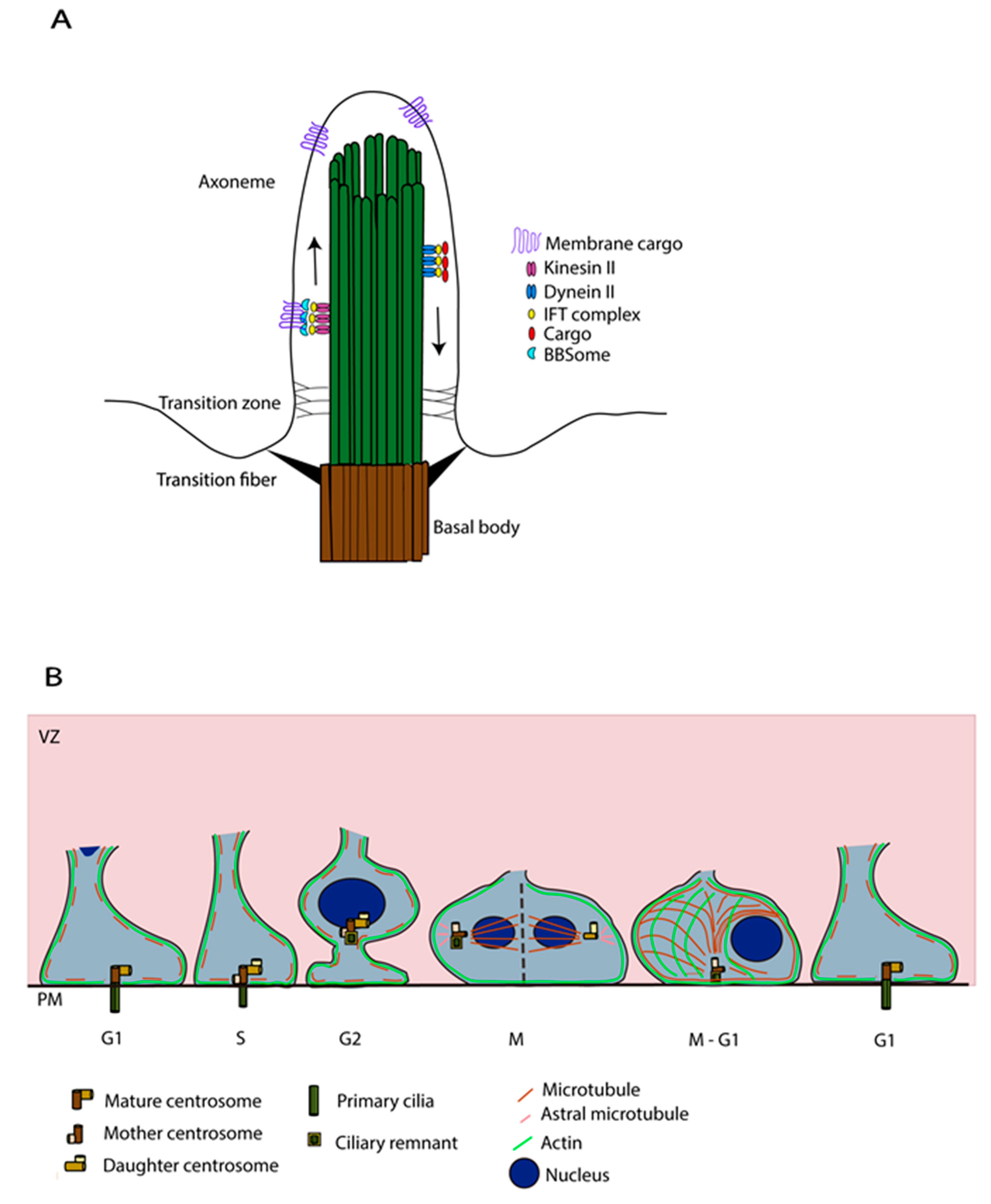 Cells Free FullText Primary Cilia Influence Progenitor Function