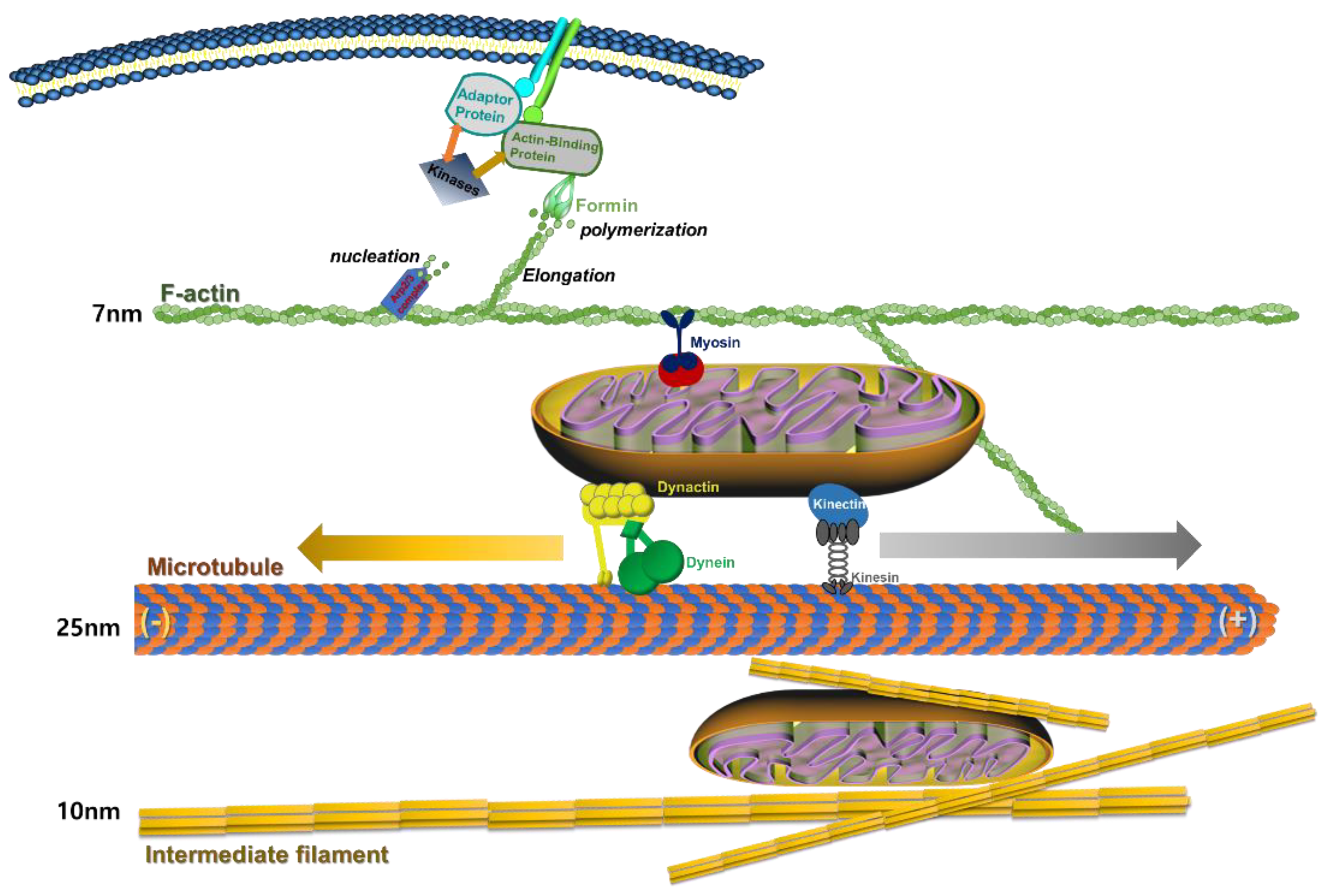 Cells 11 02896 g001 Cells 11 02896 g001