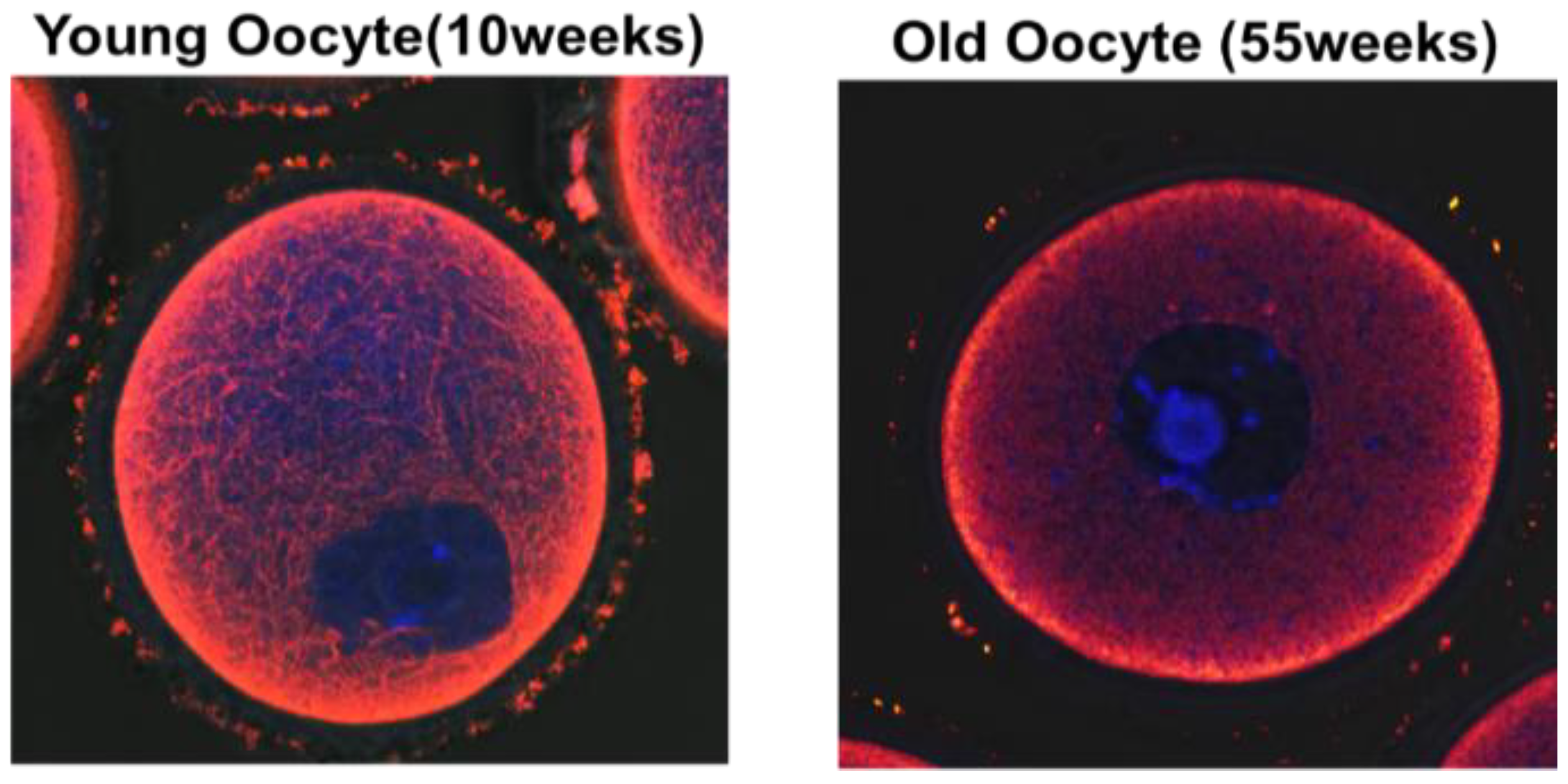 Cells 11 02896 g003 Cells 11 02896 g003