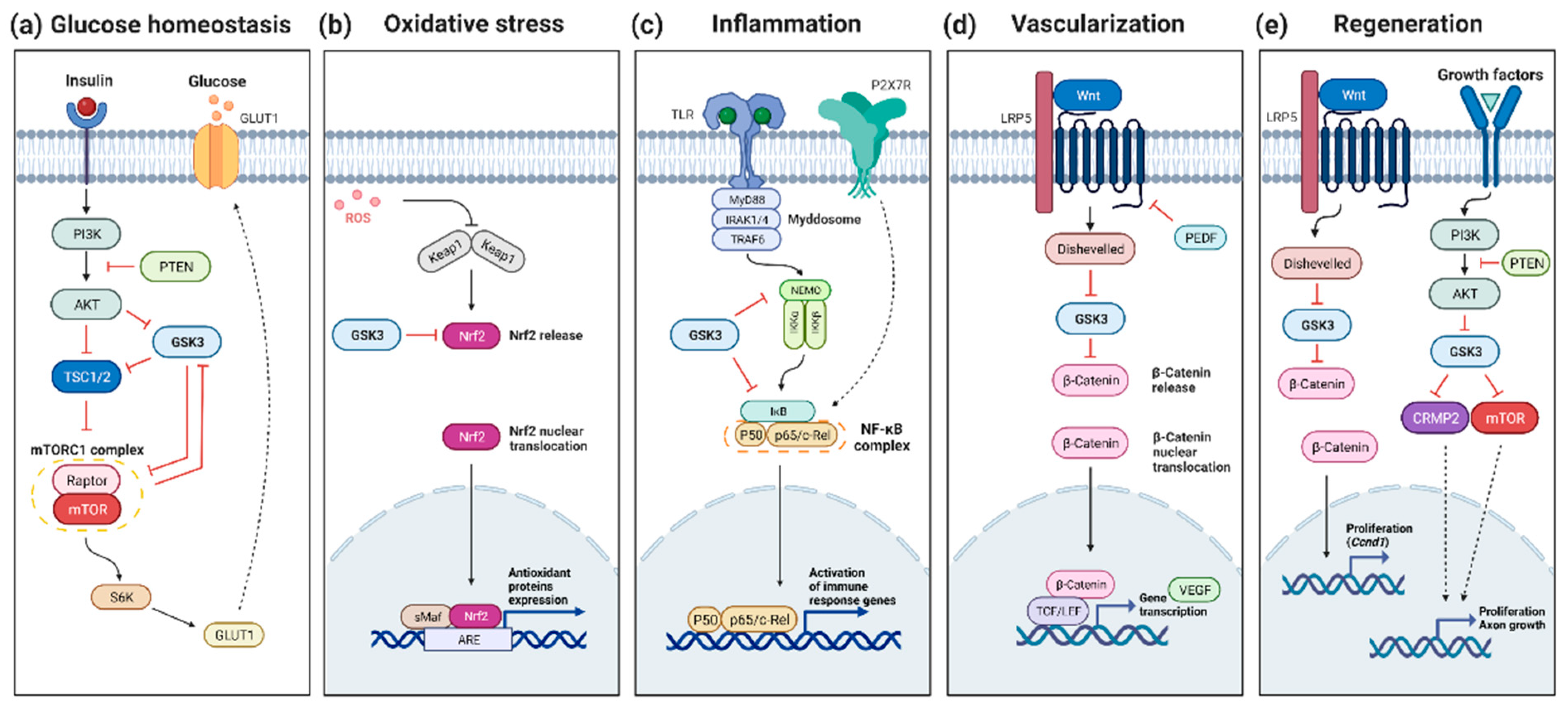 Cells 11 02898 g001 Cells 11 02898 g001