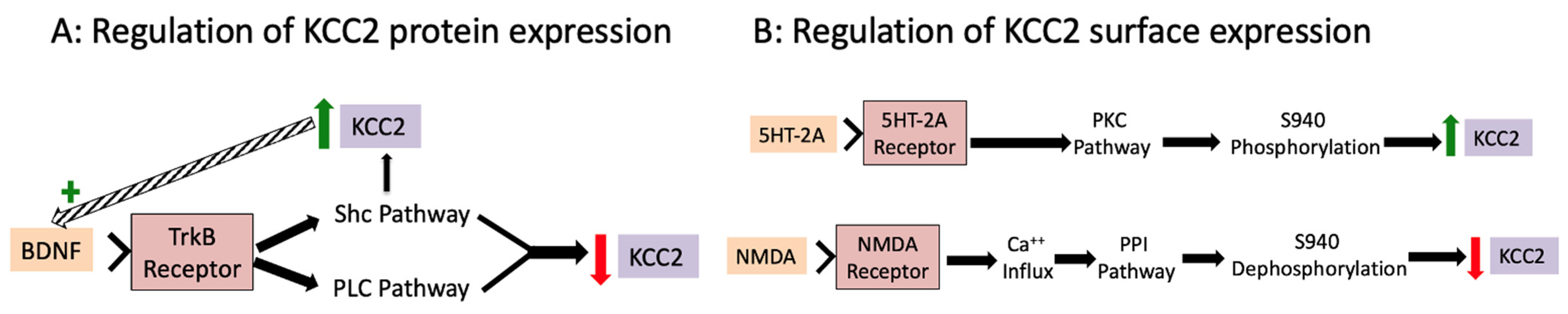 Cells 11 02910 g004 Cells 11 02910 g004