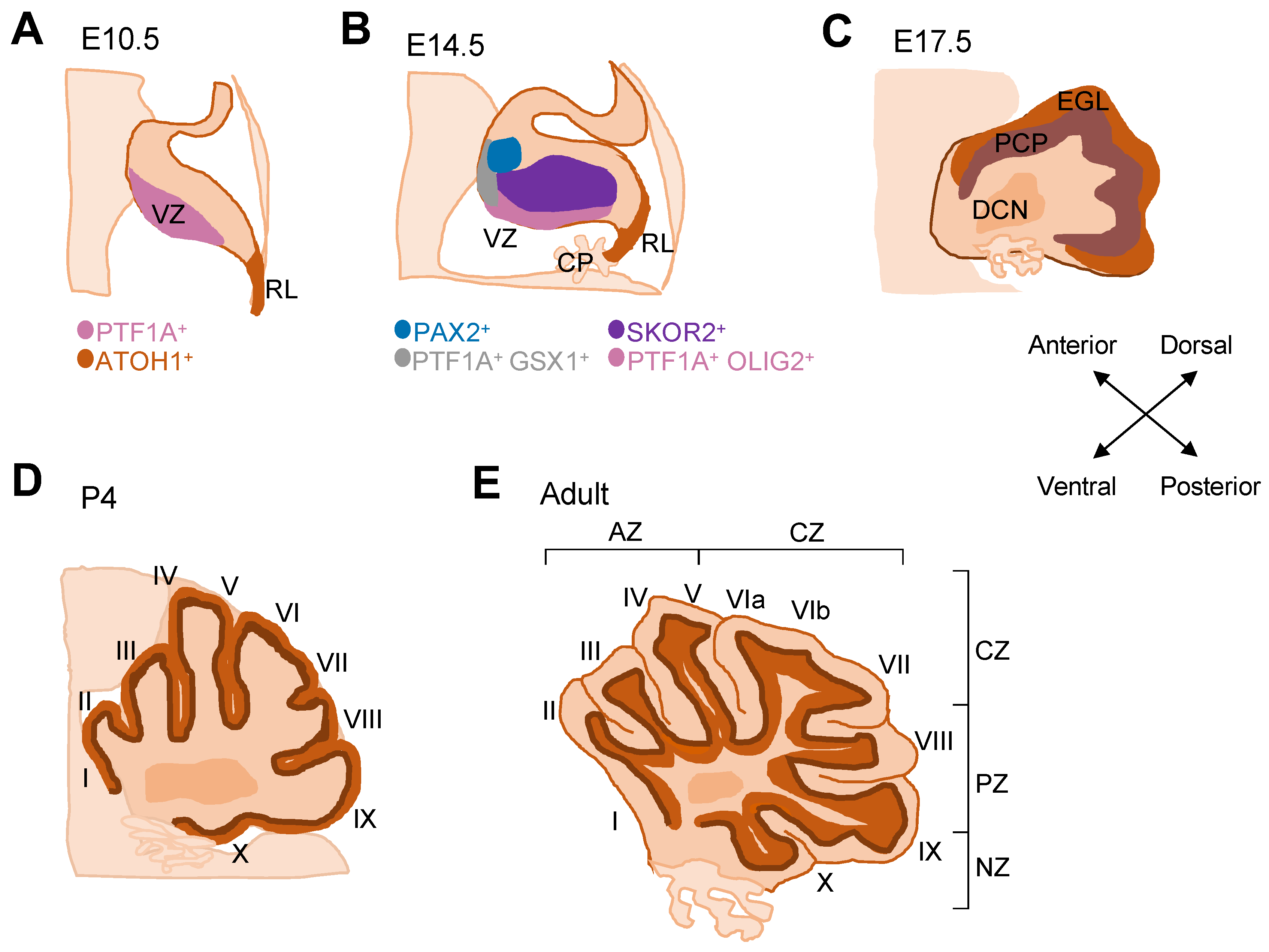 Cells | Free Full-Text | Purkinje Cell Patterning—Insights