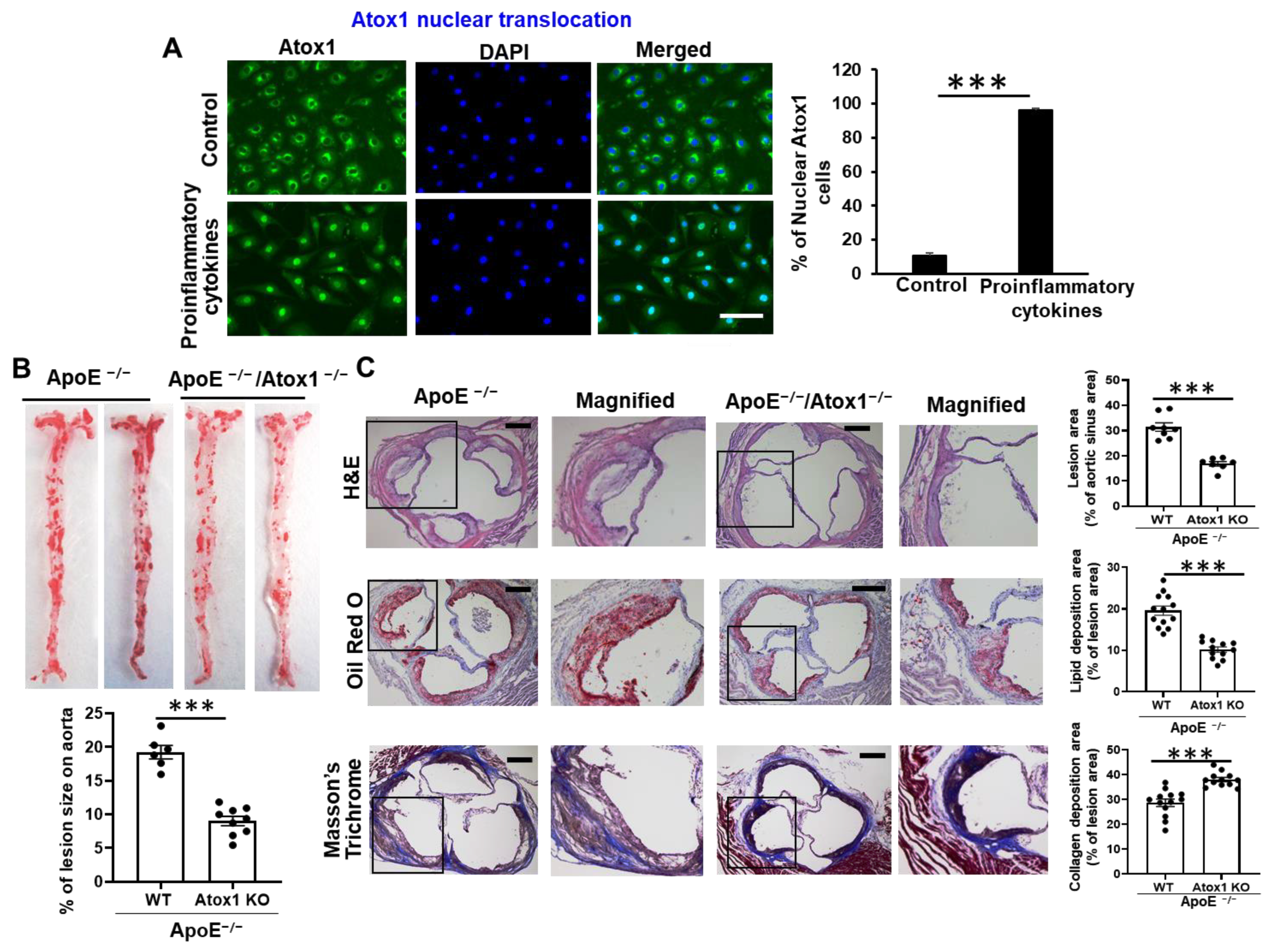 Cells 11 02919 g001 Cells 11 02919 g001