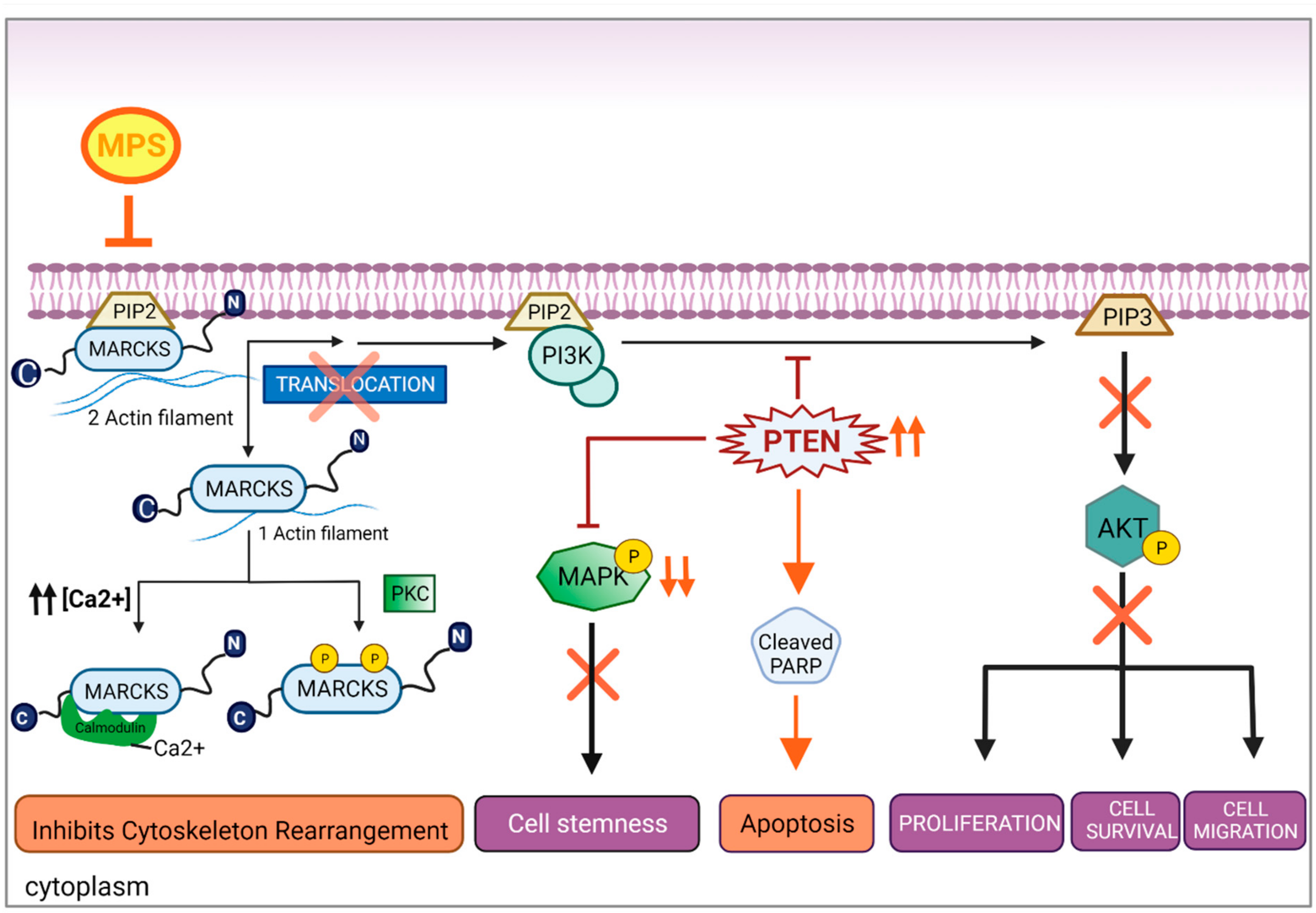 Cells 11 02926 g004 Cells 11 02926 g004
