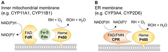 豪奢な A 1B1: P450 Cytochrome Key Iron Ocular of Regulator 語学/参考書