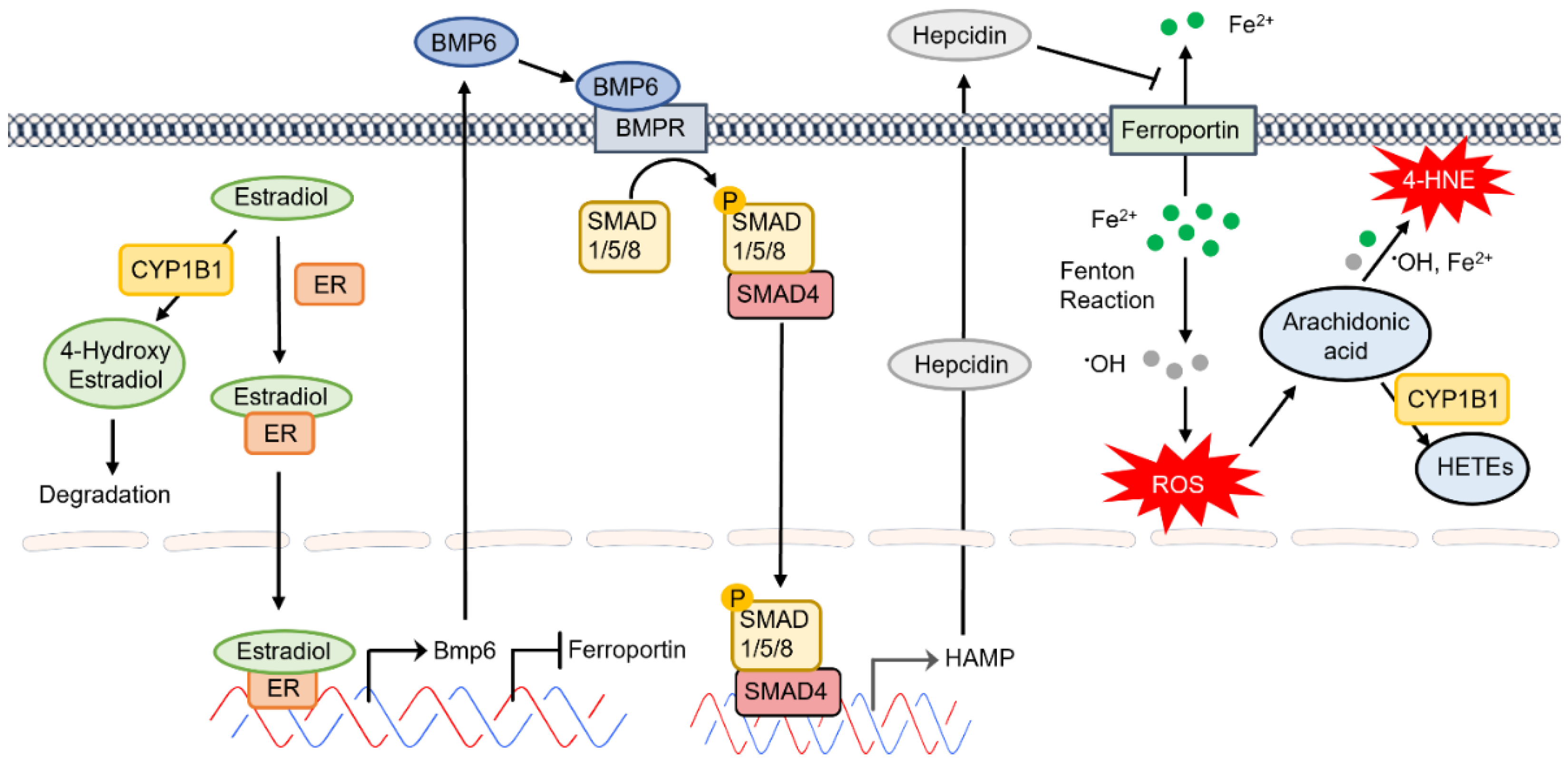 Cytochrome P450 1B1: A Key Regulator of Ocular Iron