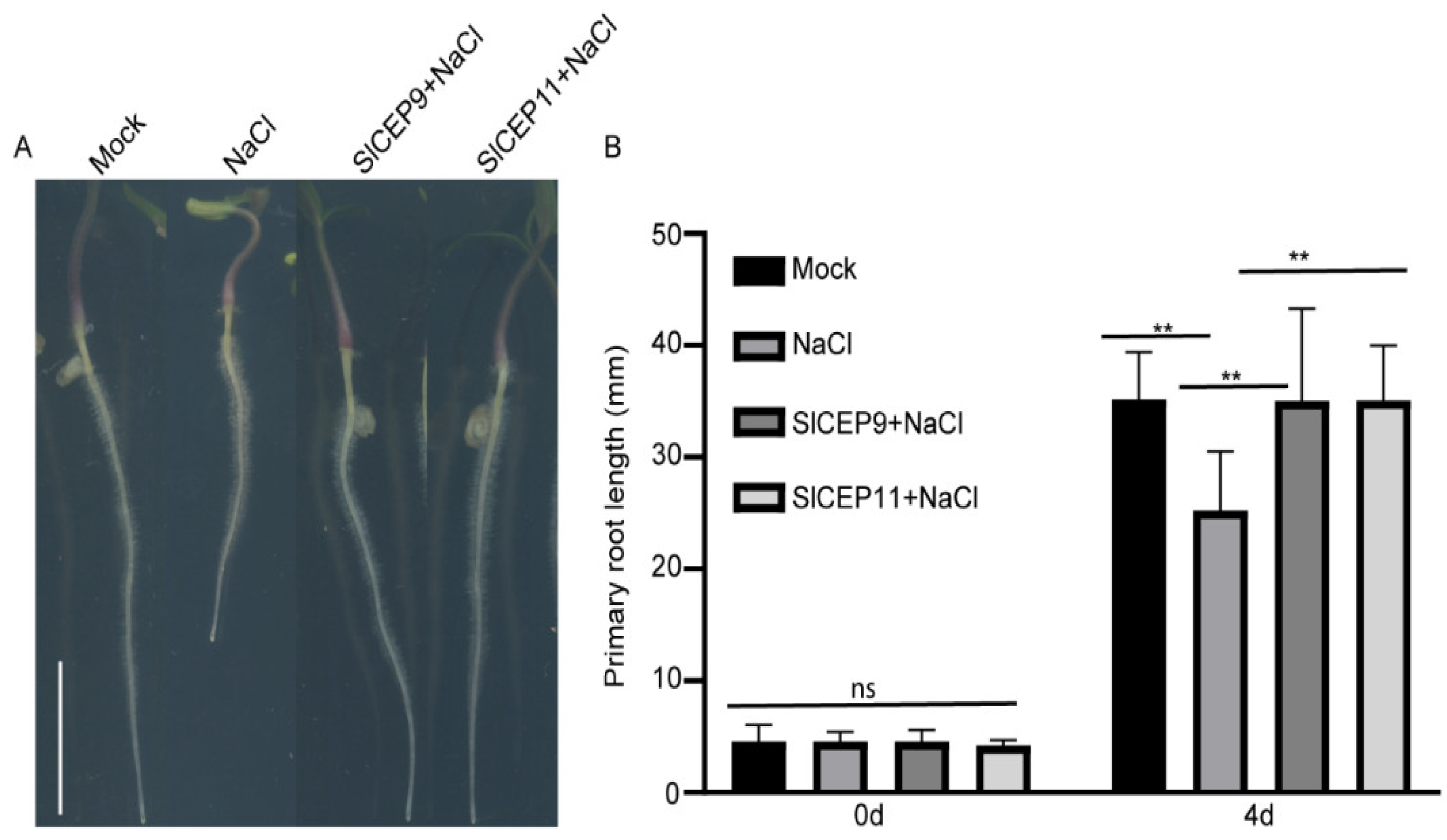 Cells 11 02935 g006 Cells 11 02935 g006