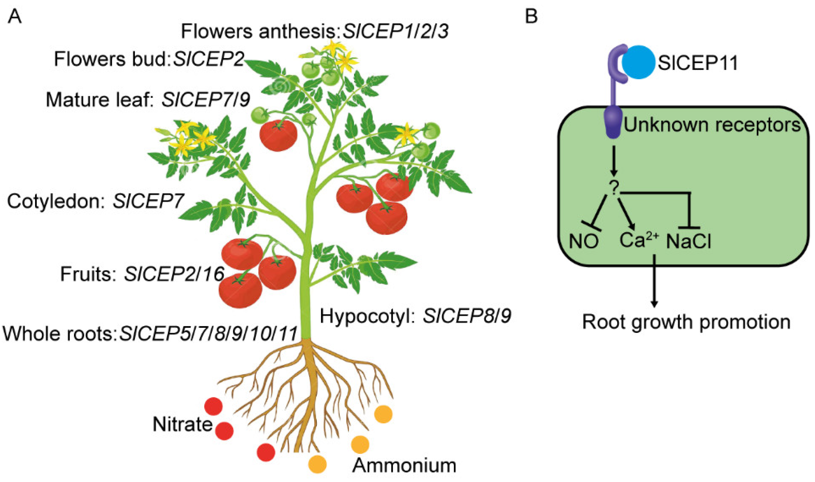 Cells 11 02935 g007 Cells 11 02935 g007
