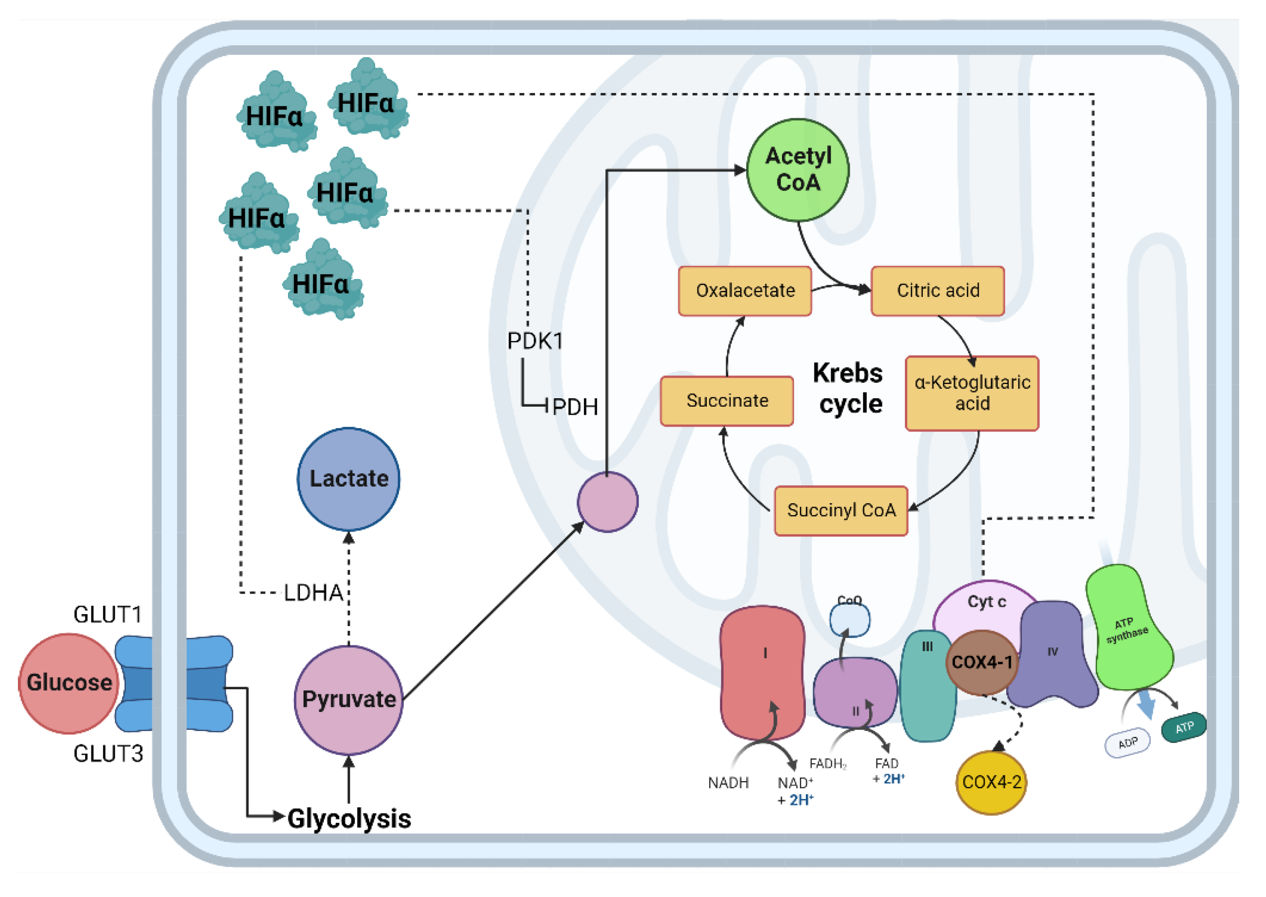 Cells 11 02938 g001 Cells 11 02938 g001