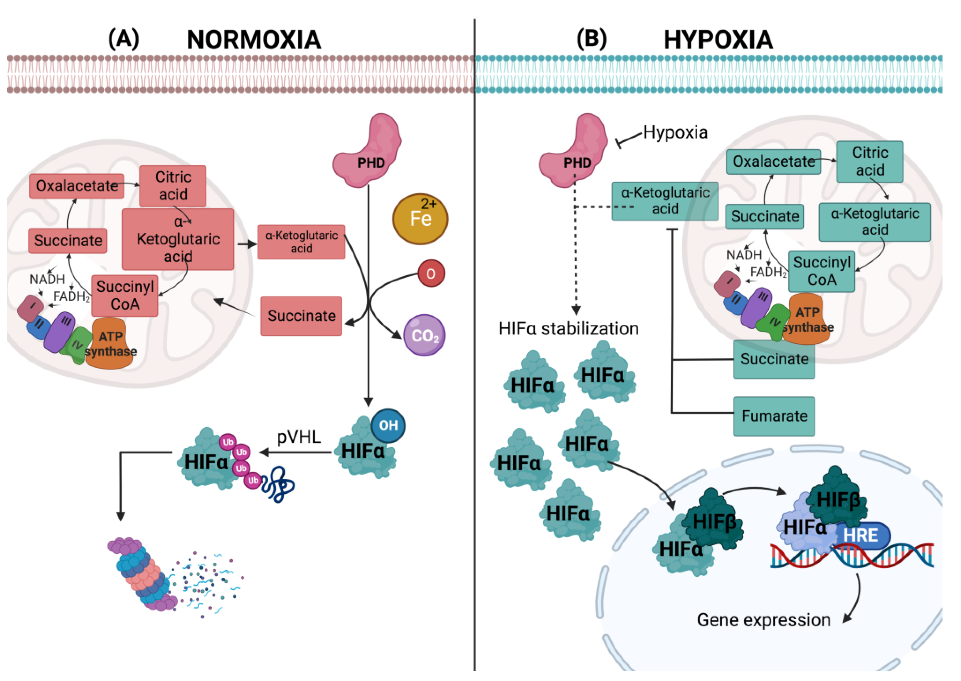 Cells 11 02938 g002 Cells 11 02938 g002