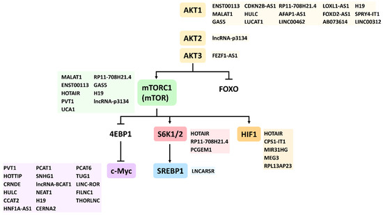 Long Noncoding RNAs and Circular RNAs Regulate AKT and Its Long Noncoding RNAs and Circular RNAs Regulate AKT and Its