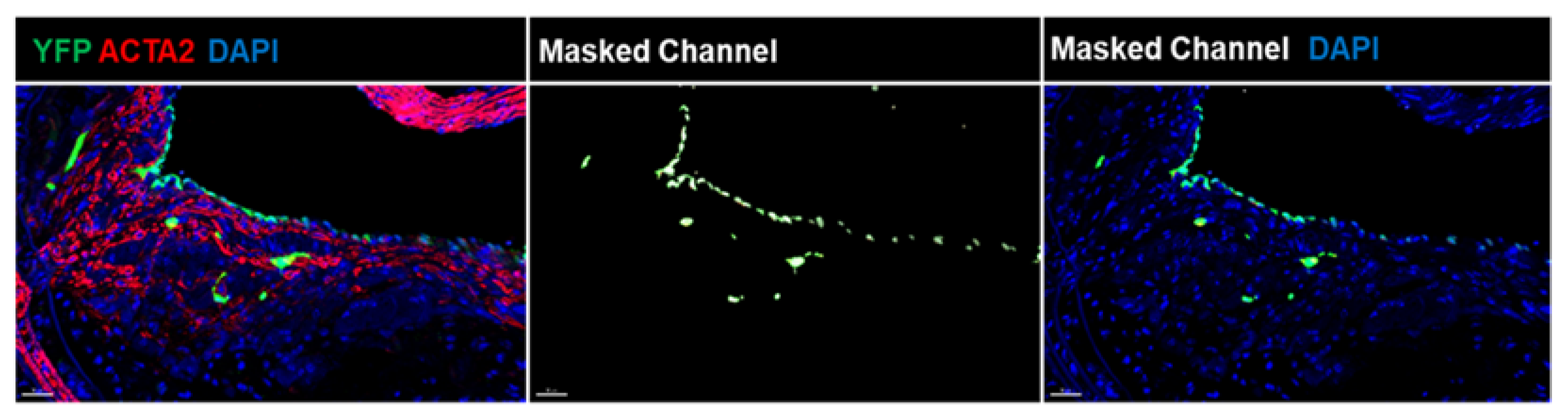 Cells 11 02946 g001