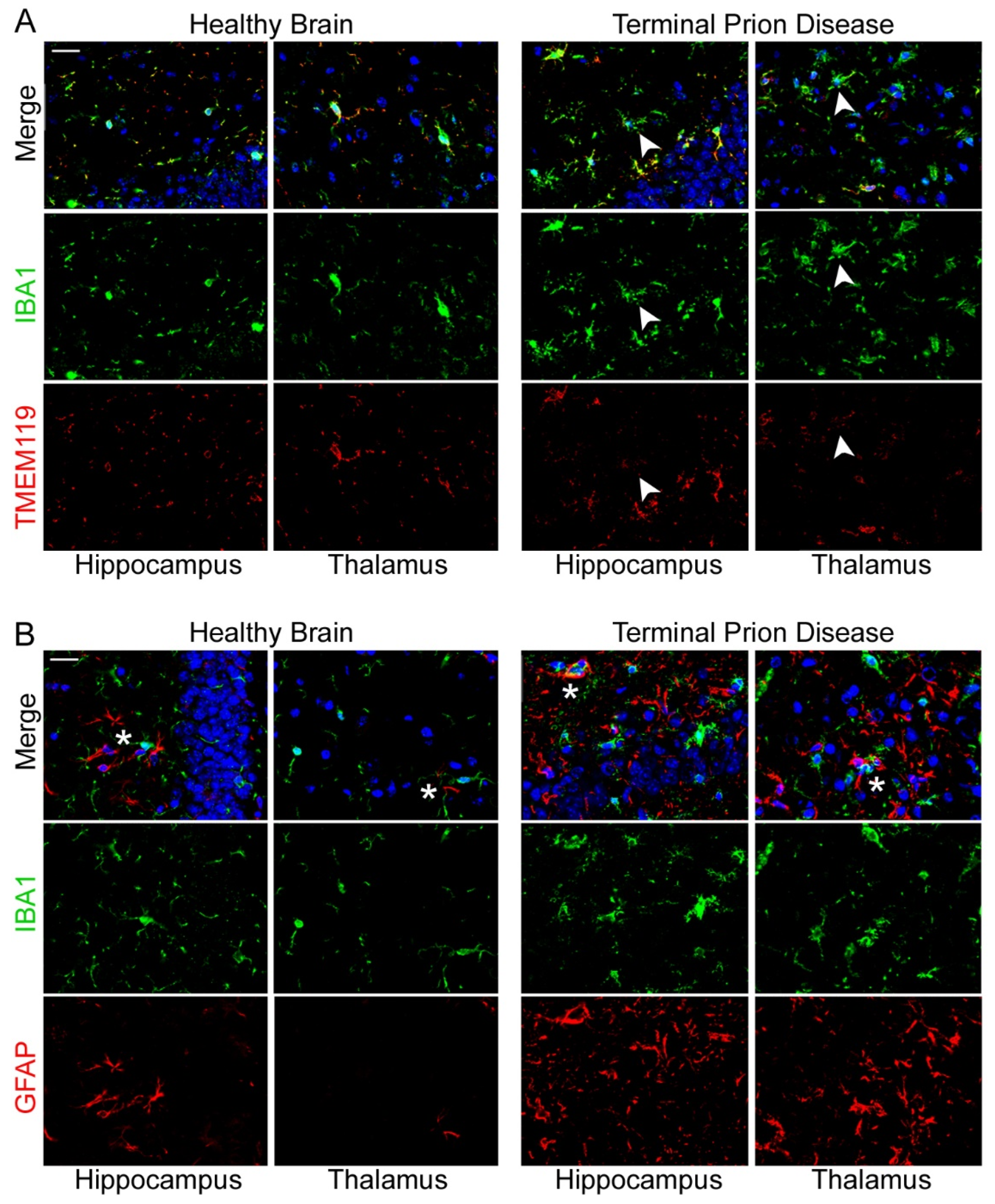 Cells 11 02948 g005 Cells 11 02948 g005