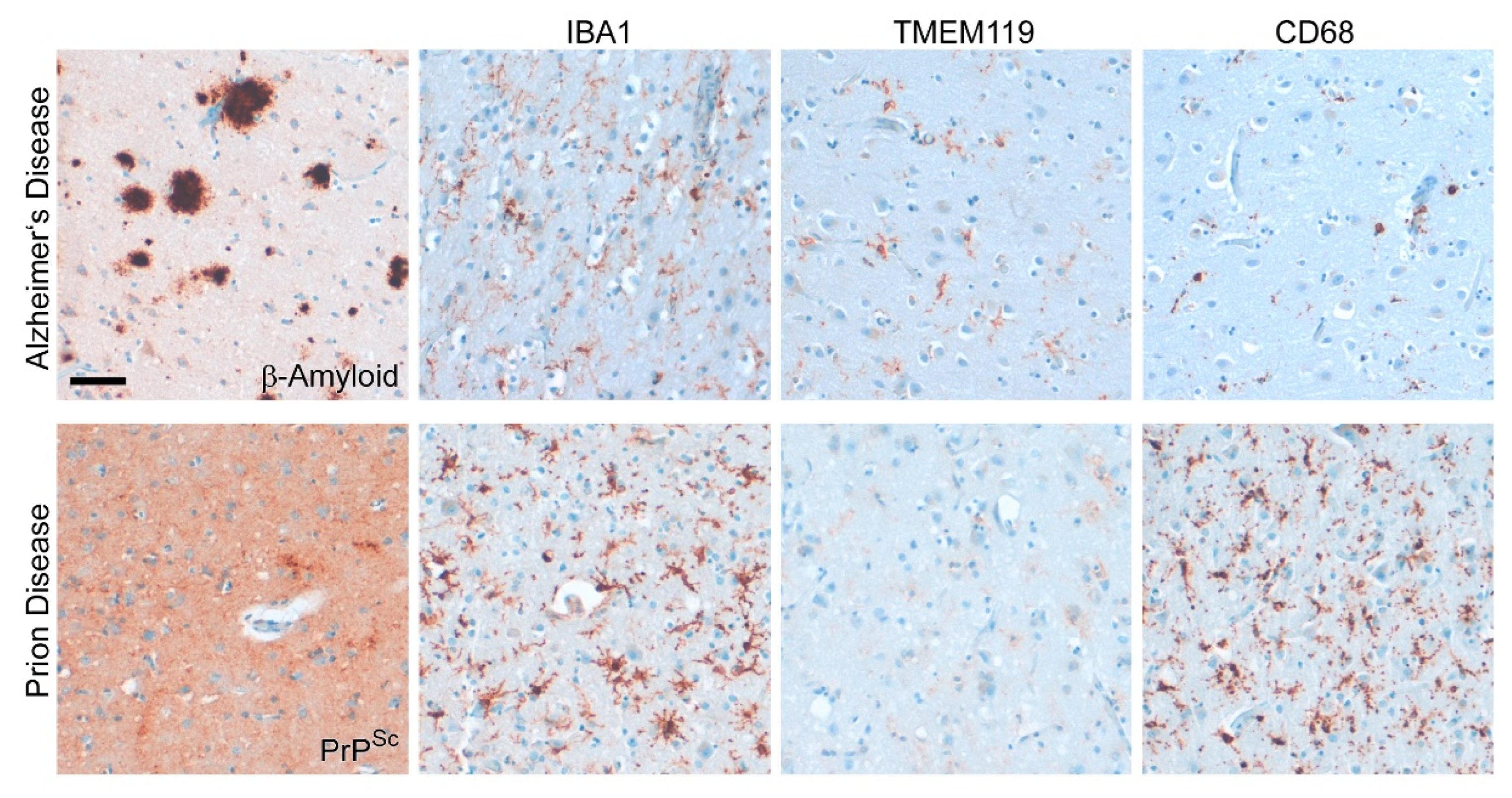 Cells 11 02948 g007 Cells 11 02948 g007