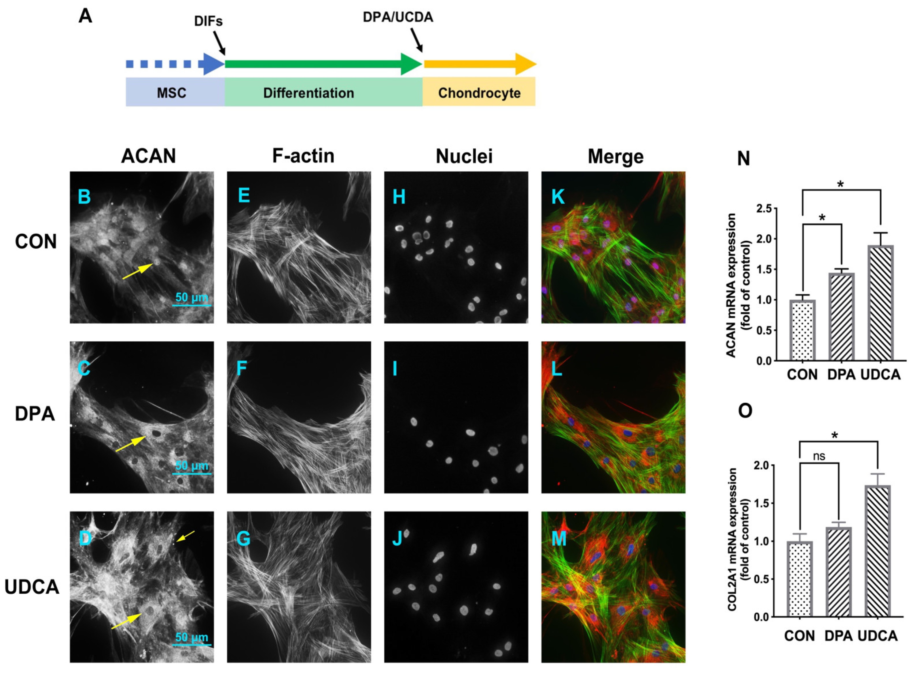 Cells 11 02951 g005 Cells 11 02951 g005