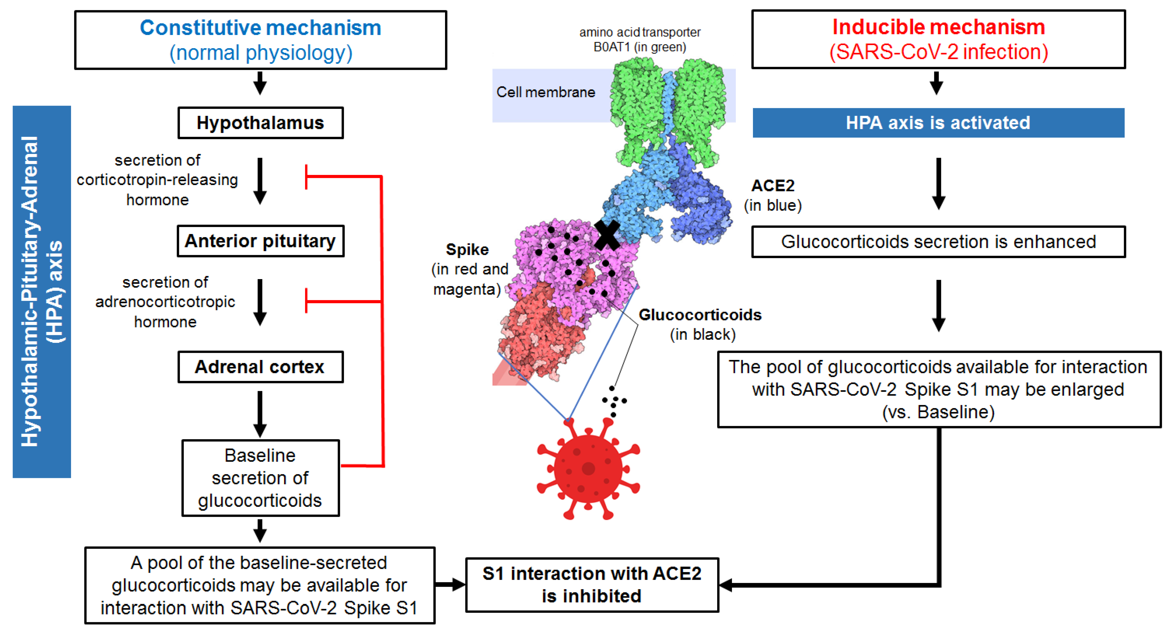 glucocorticoids