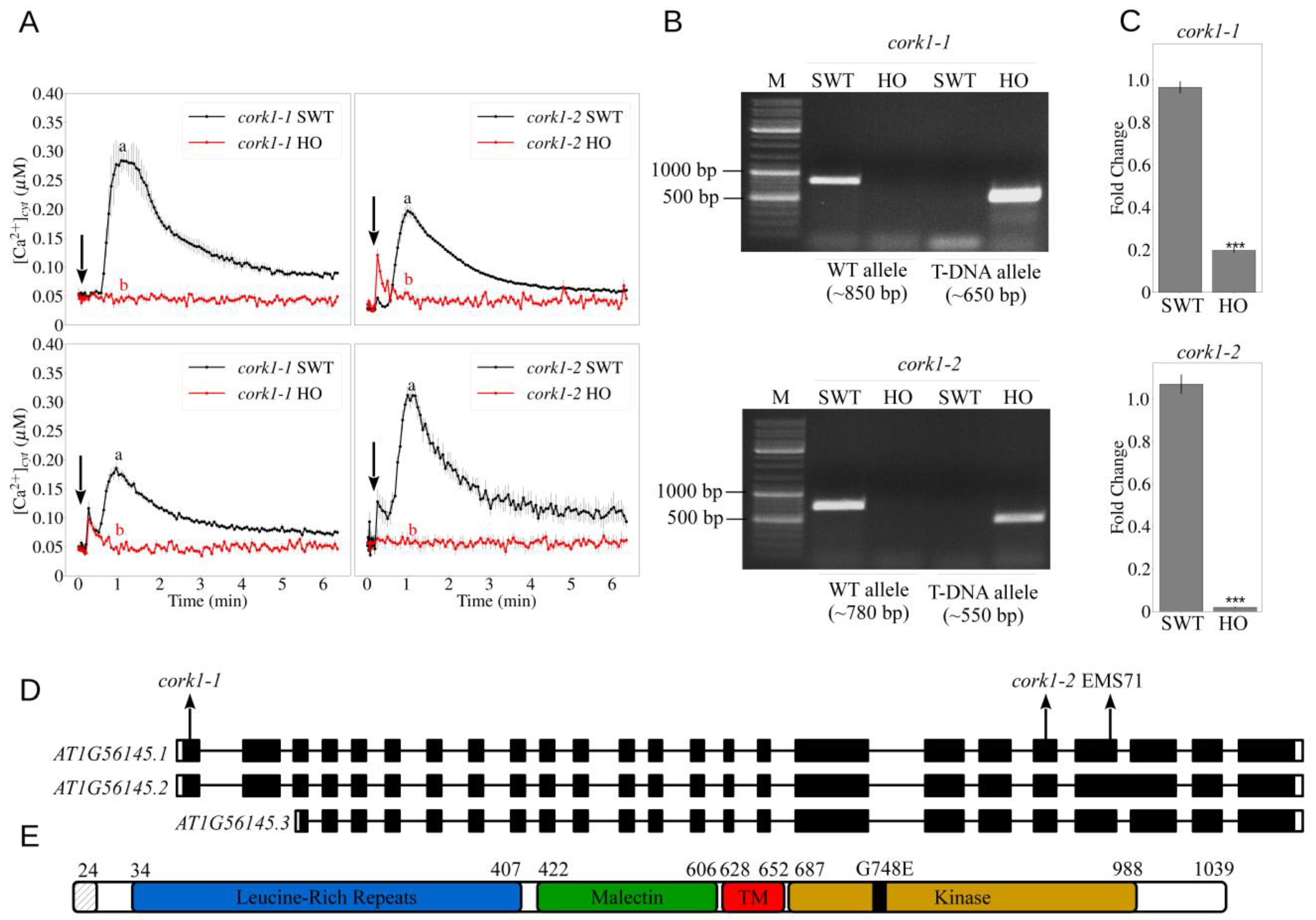 Cells 11 02960 g002 Cells 11 02960 g002
