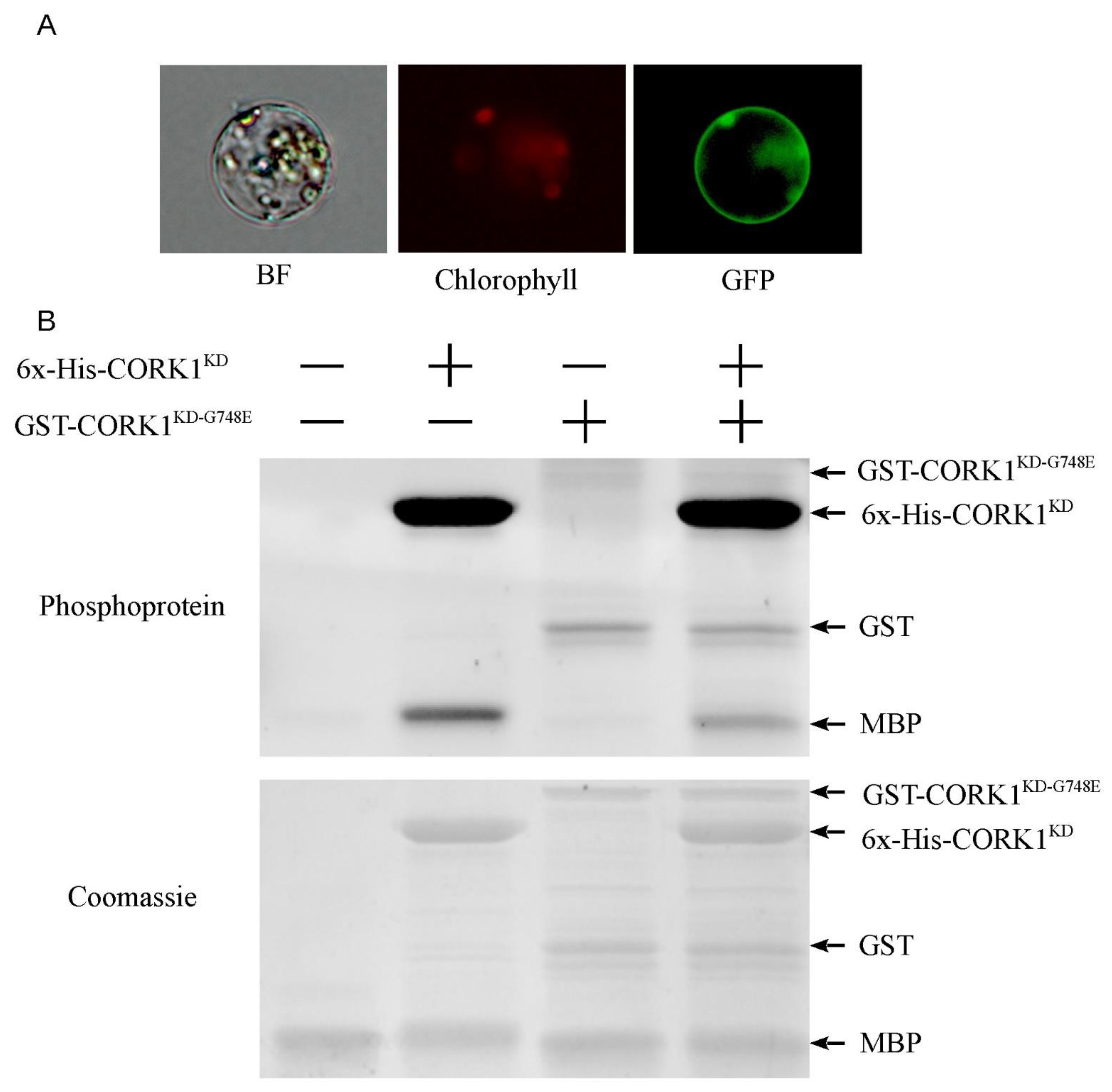 Cells 11 02960 g003 Cells 11 02960 g003
