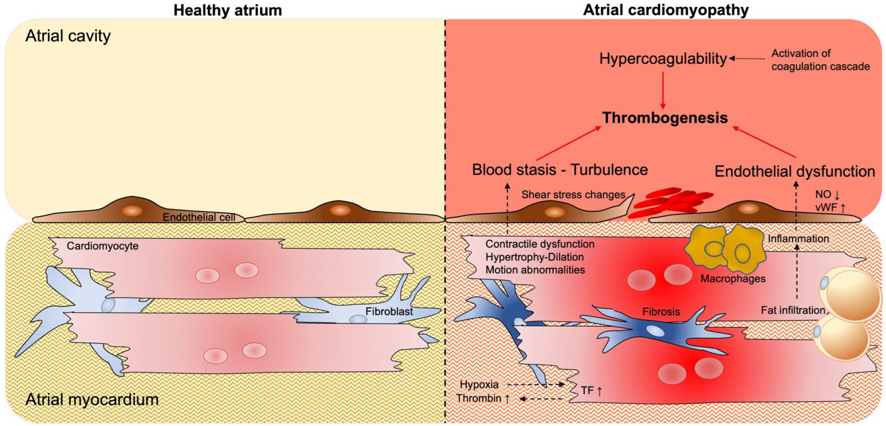 Cells 11 02963 g002 Cells 11 02963 g002