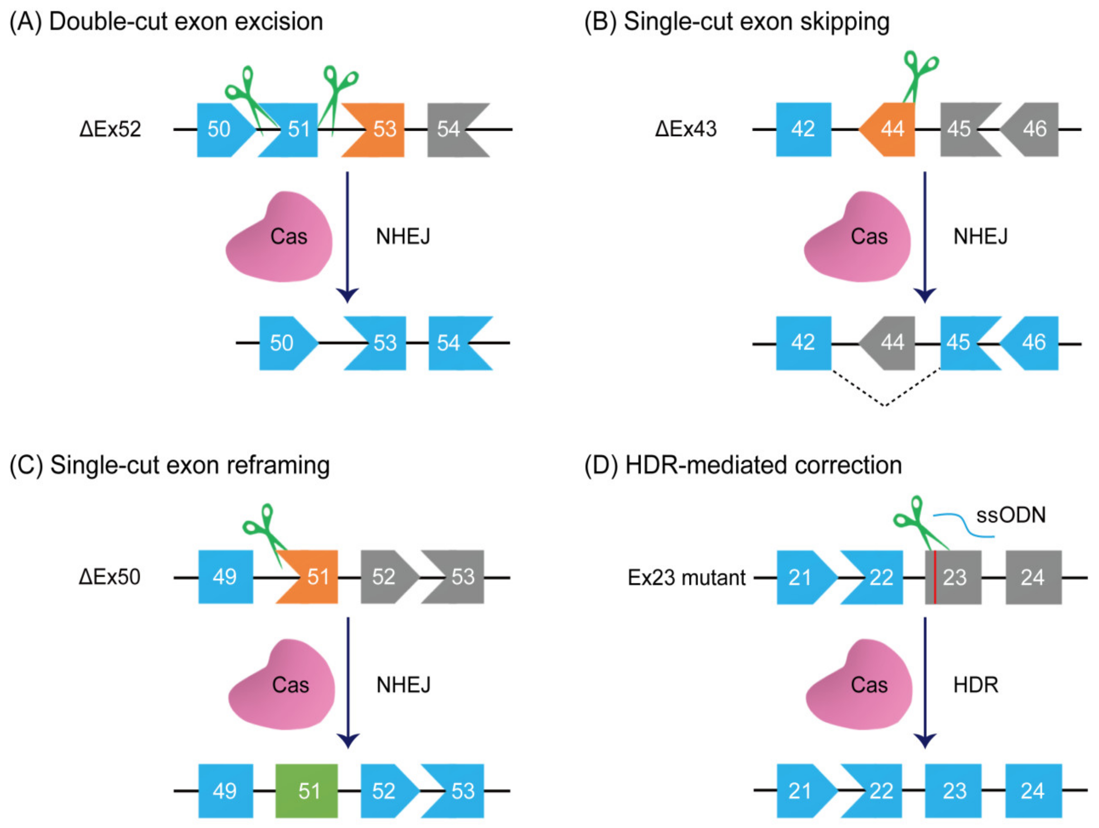 Editing one gene extends mouse life expectancy by 23%