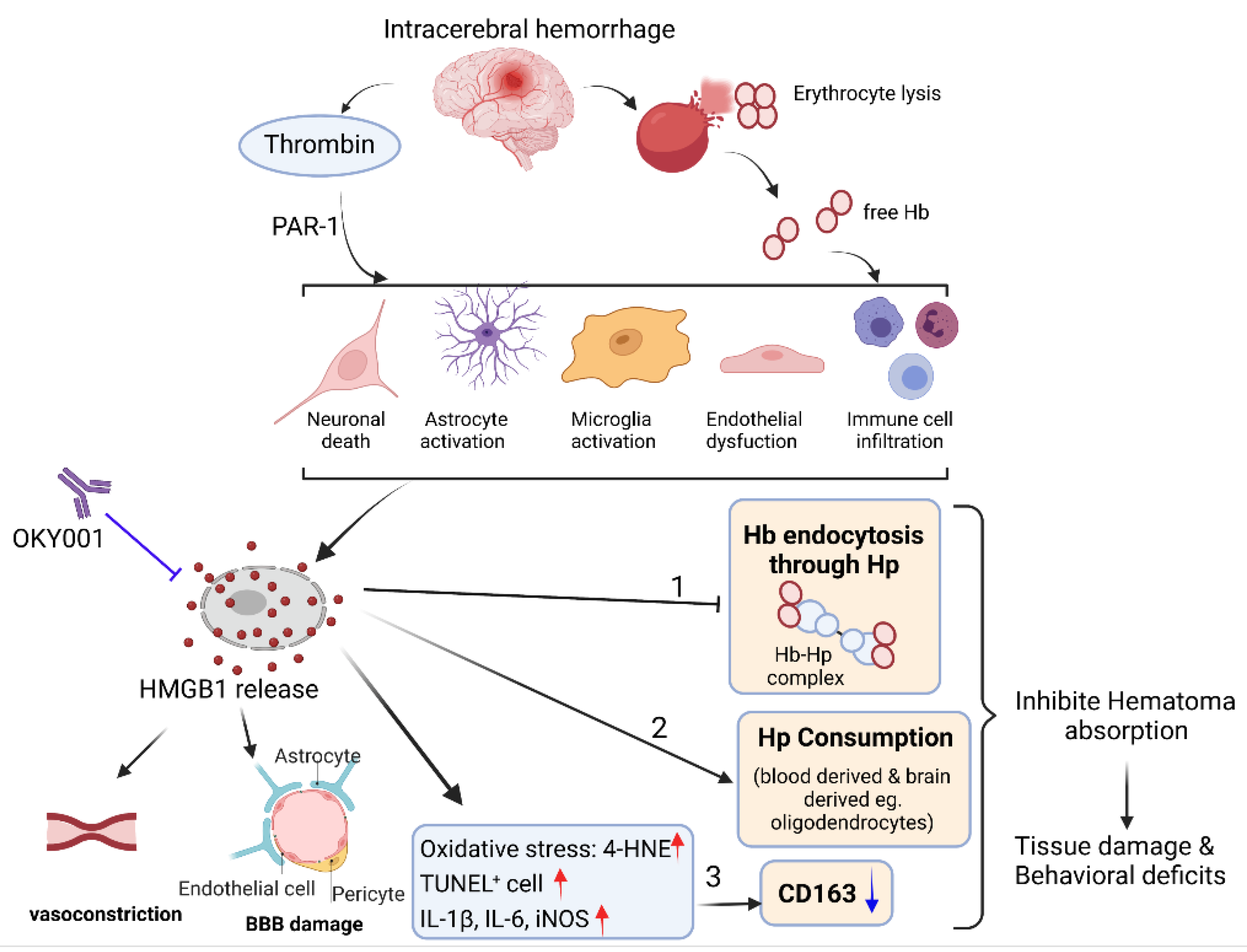 Cells 11 02970 g008 Cells 11 02970 g008