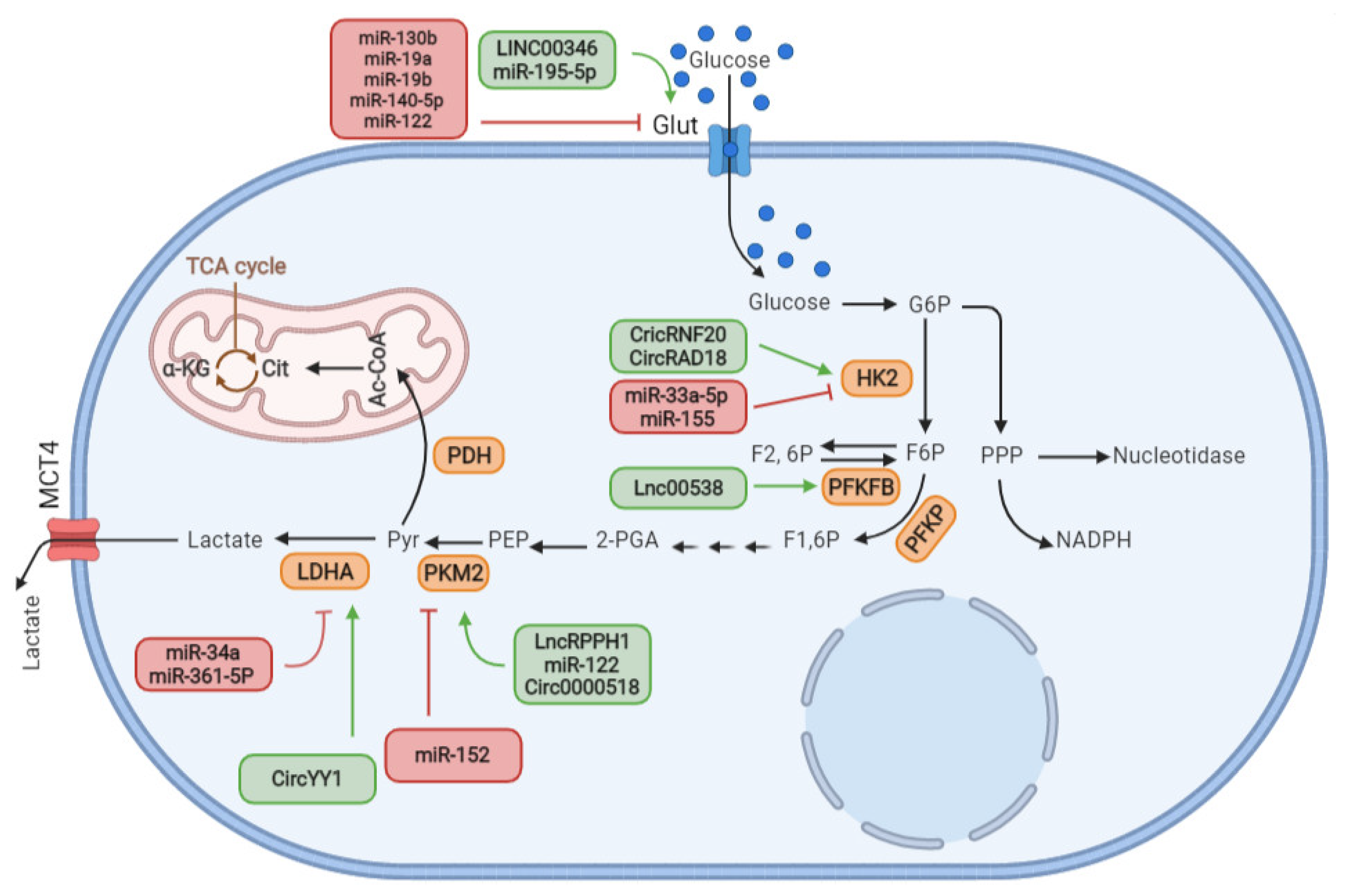 Cells Free FullText Metabolic Pathways in Breast Cancer