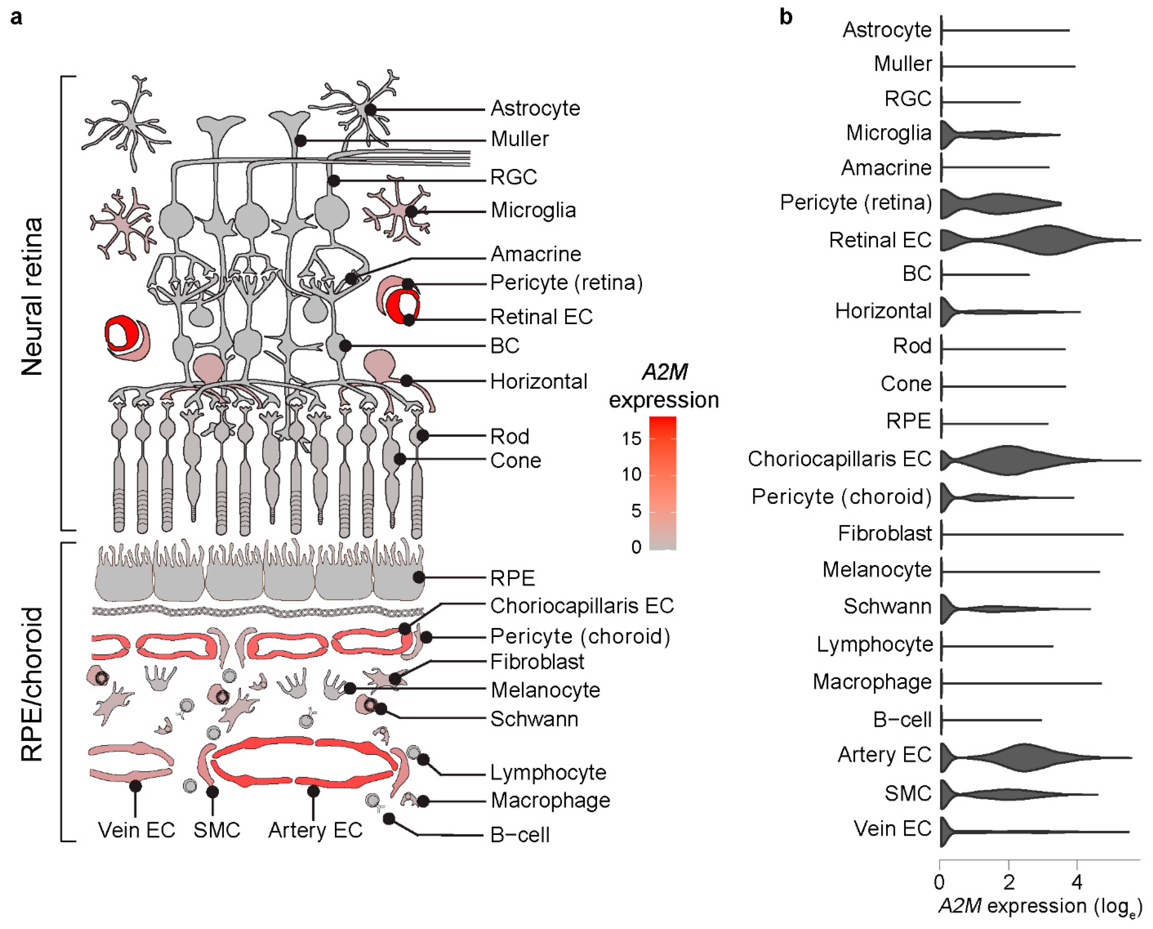 Cells 11 02975 g001 Cells 11 02975 g001