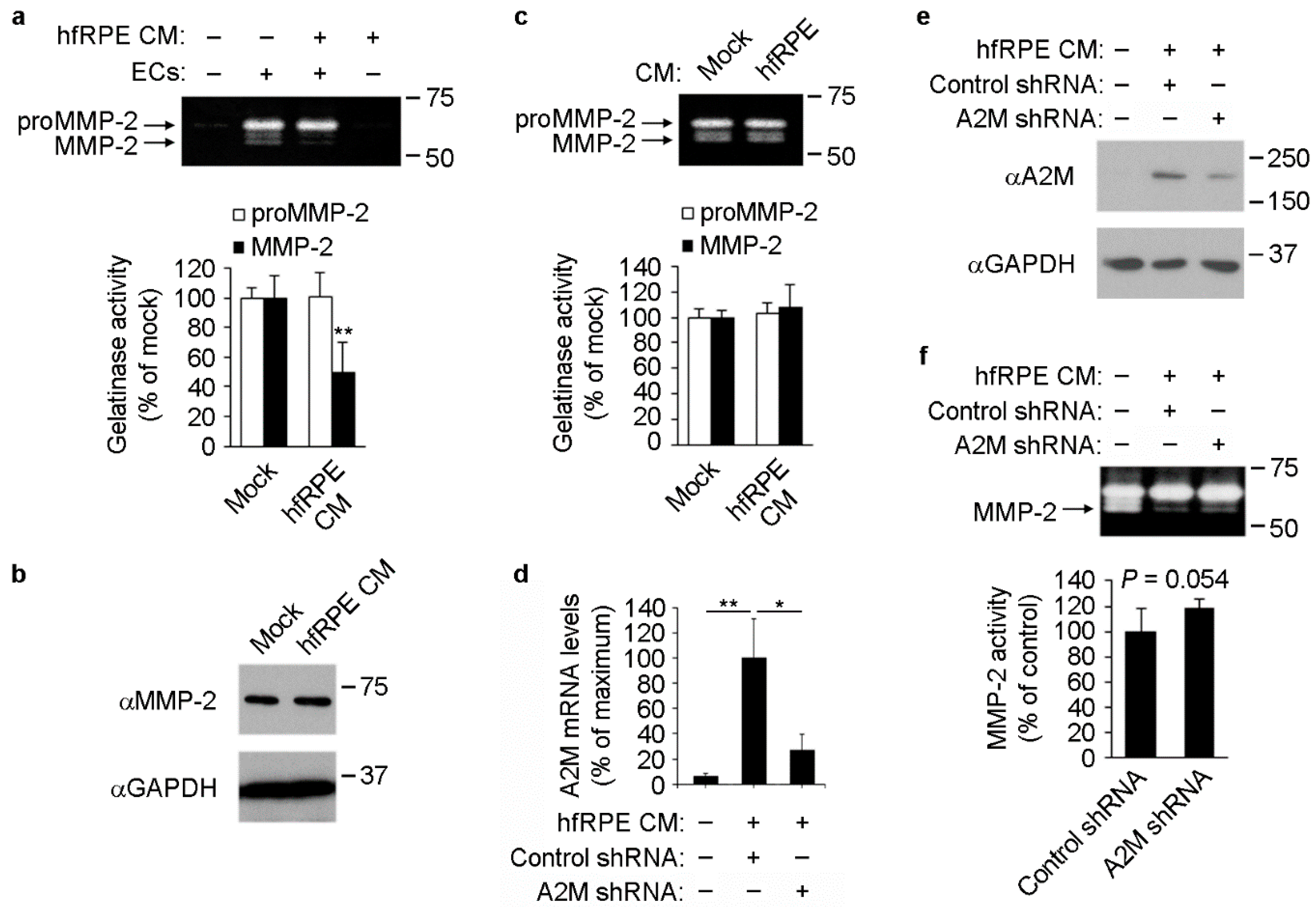 Cells 11 02975 g004 Cells 11 02975 g004
