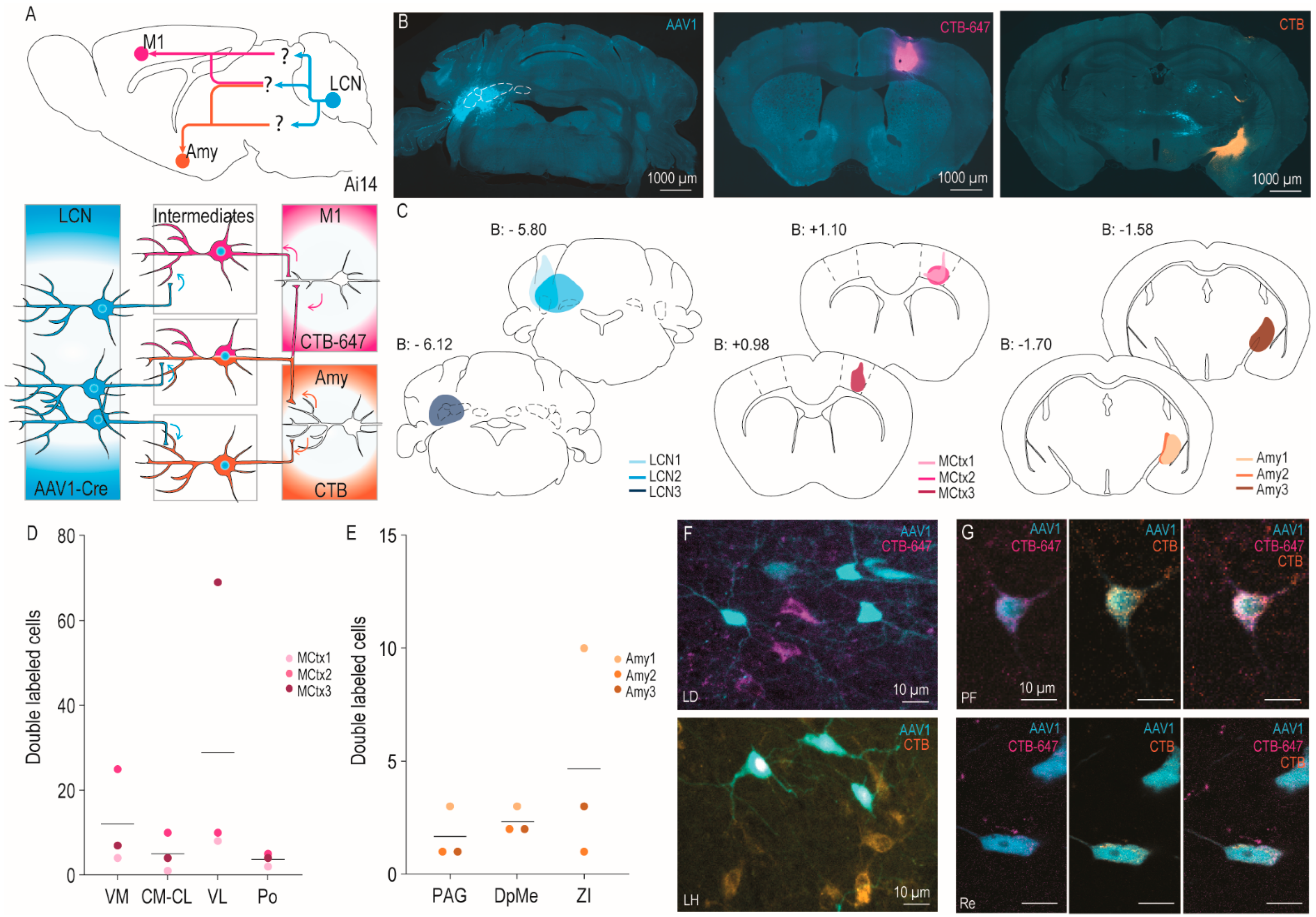 Cells 11 02978 g002 Cells 11 02978 g002