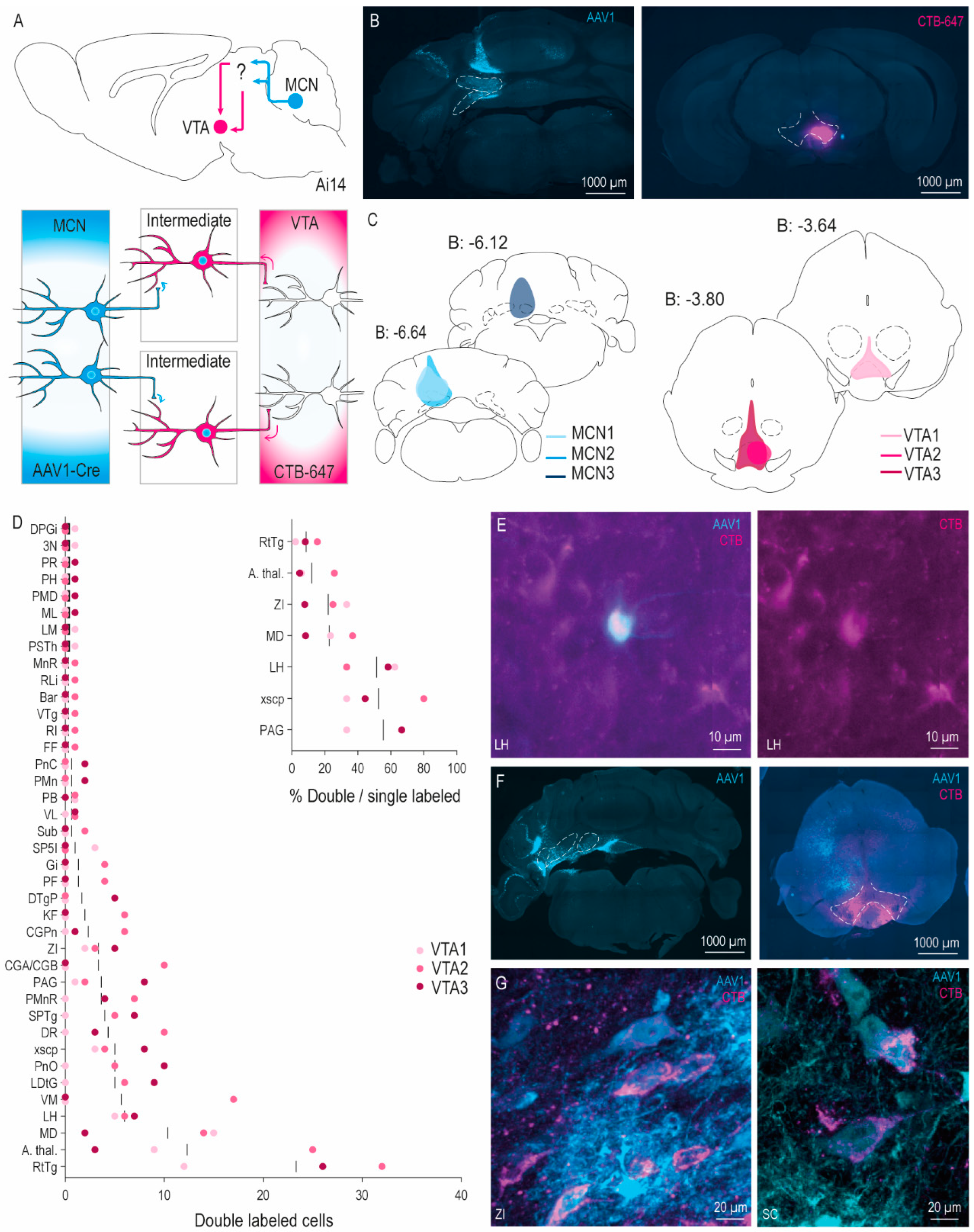 Cells 11 02978 g003 Cells 11 02978 g003