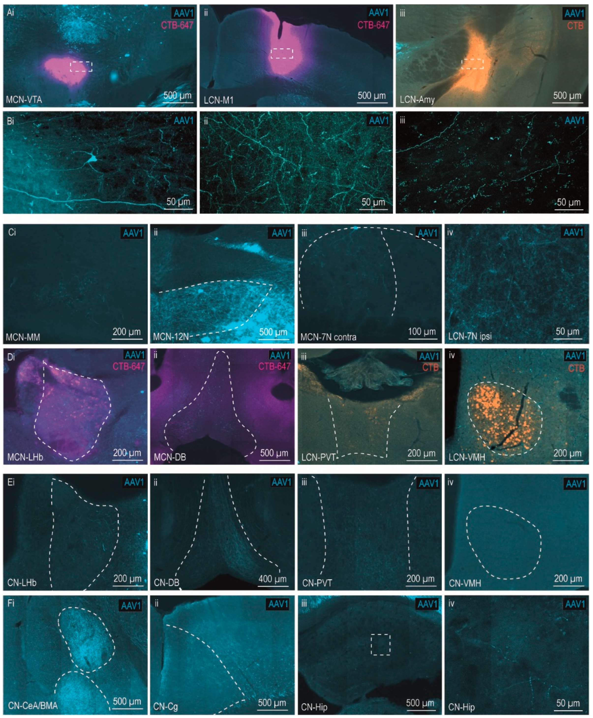 Cells 11 02978 g004 Cells 11 02978 g004