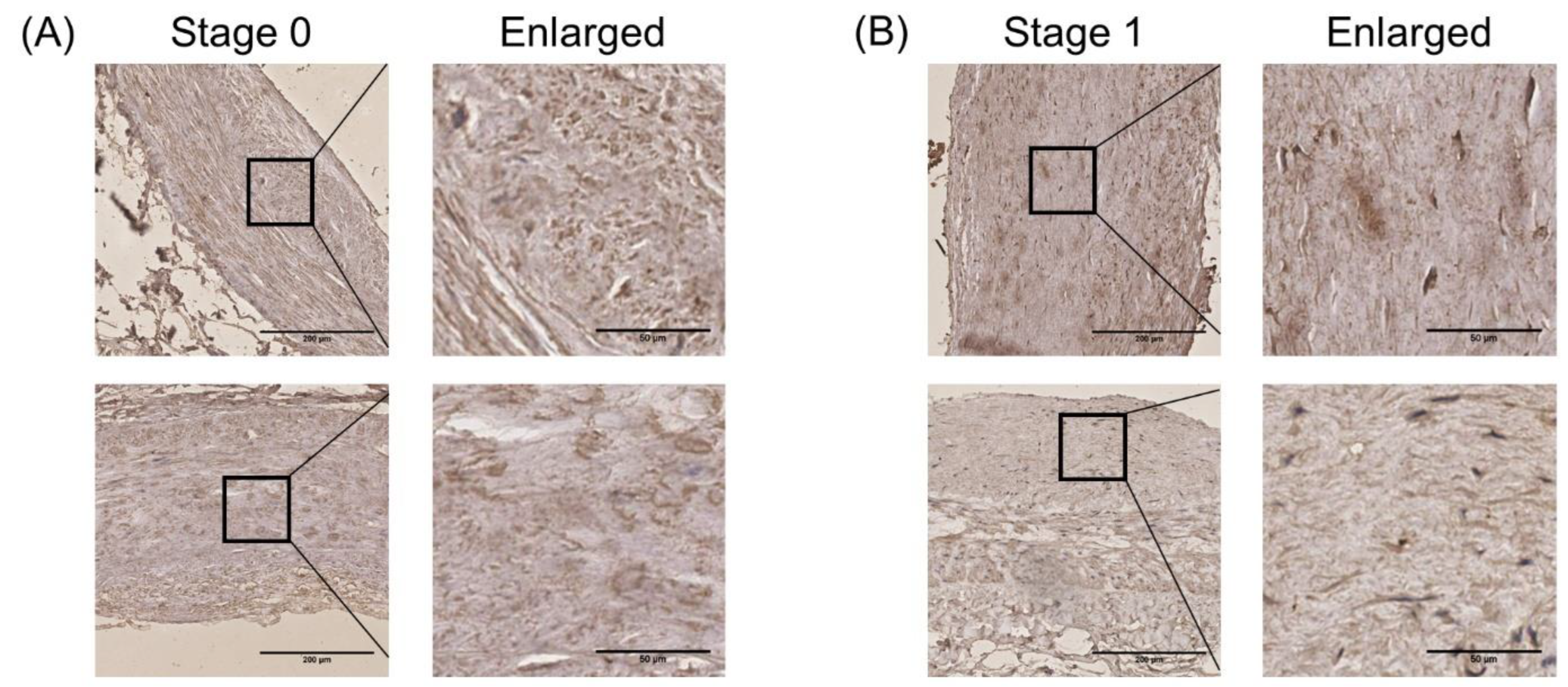 Cells 11 02980 g008a Cells 11 02980 g008a